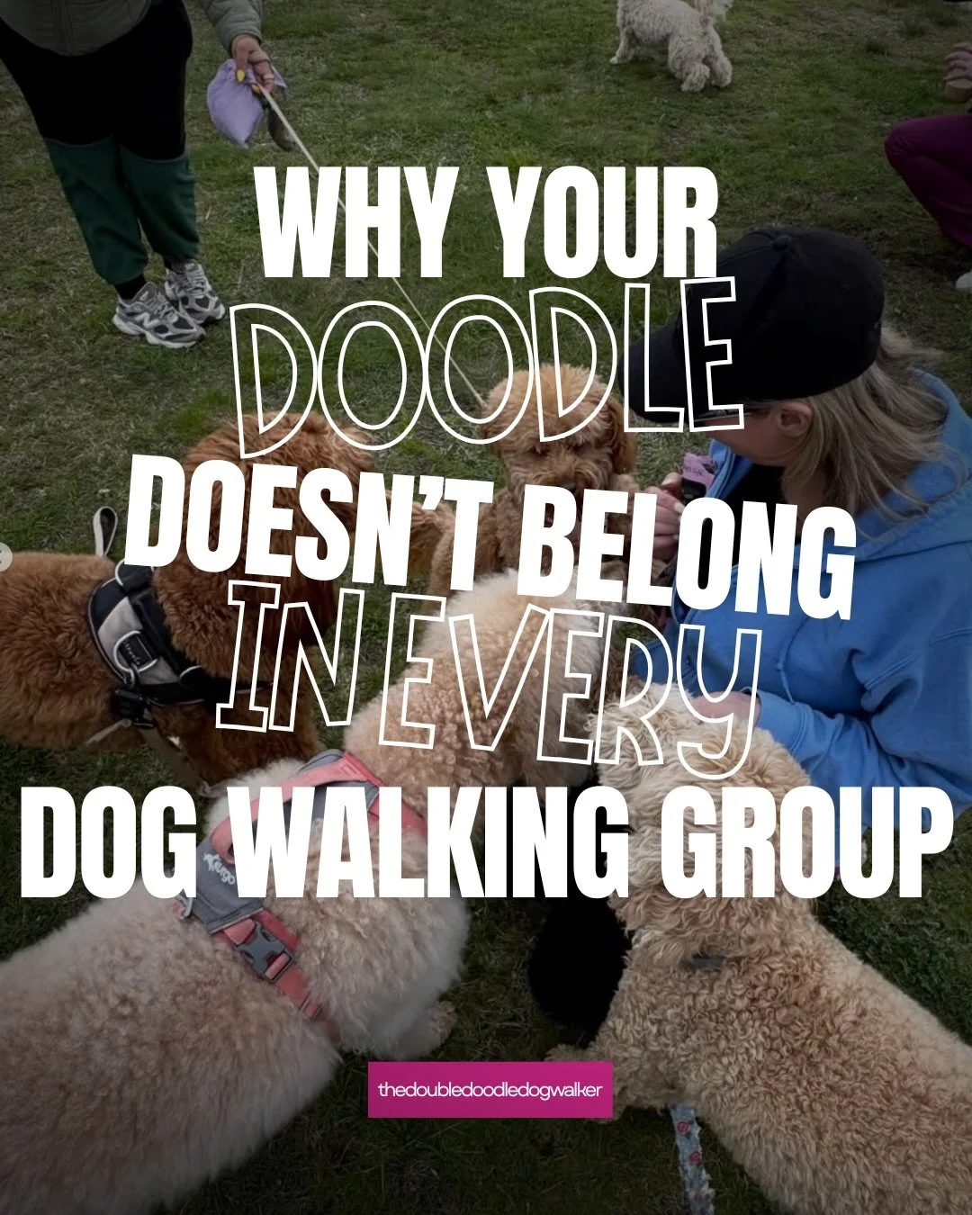 Most dog walking groups are organized by size.

We do things differently.

At The Double Doodle Dog Walker, our pack walks are designed specifically for doodles, low-shedding, and hypoallergenic breeds.

Why?

Because reducing allergens matters.

Coa