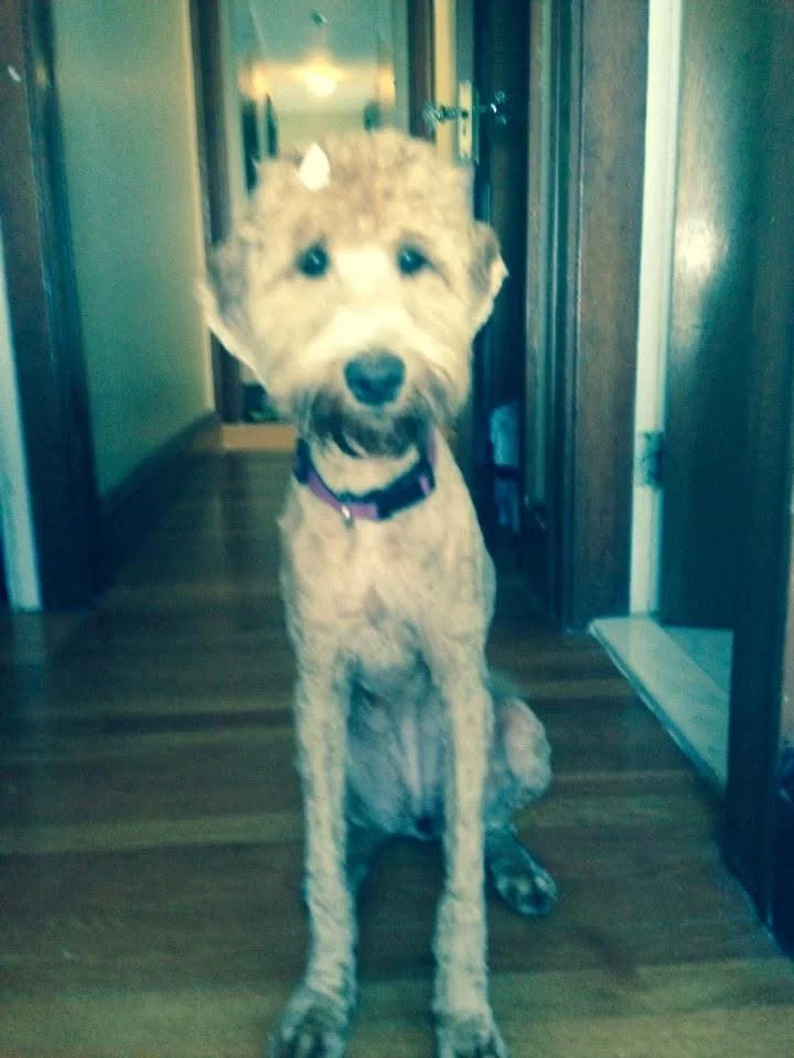 NEWS FLASH! THIS IS WHAT HAPPENS WHEN YOU DON&rsquo;T BRUSH YOUR DOODLE AFTER SPLASH TIME.

I told ya! Doodle coats + water + heat = instant matting 
And once it mats?
There&rsquo;s no brushing it out.
There&rsquo;s no detangling spray.
There&rsquo;s
