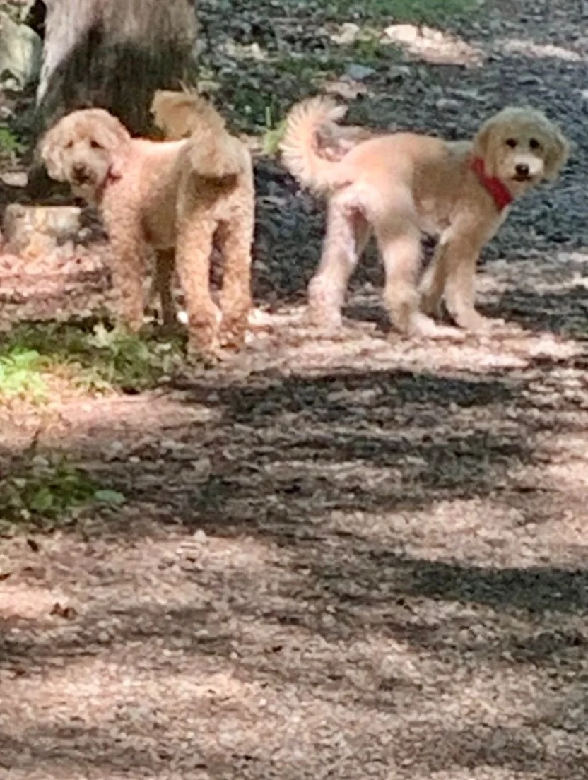 Happy International Dog Day from my two Doods! #twodoodlesarebetterthanone #doubledoodlesofinstagram #internationaldogday #doodledaysofsummer #doodleday