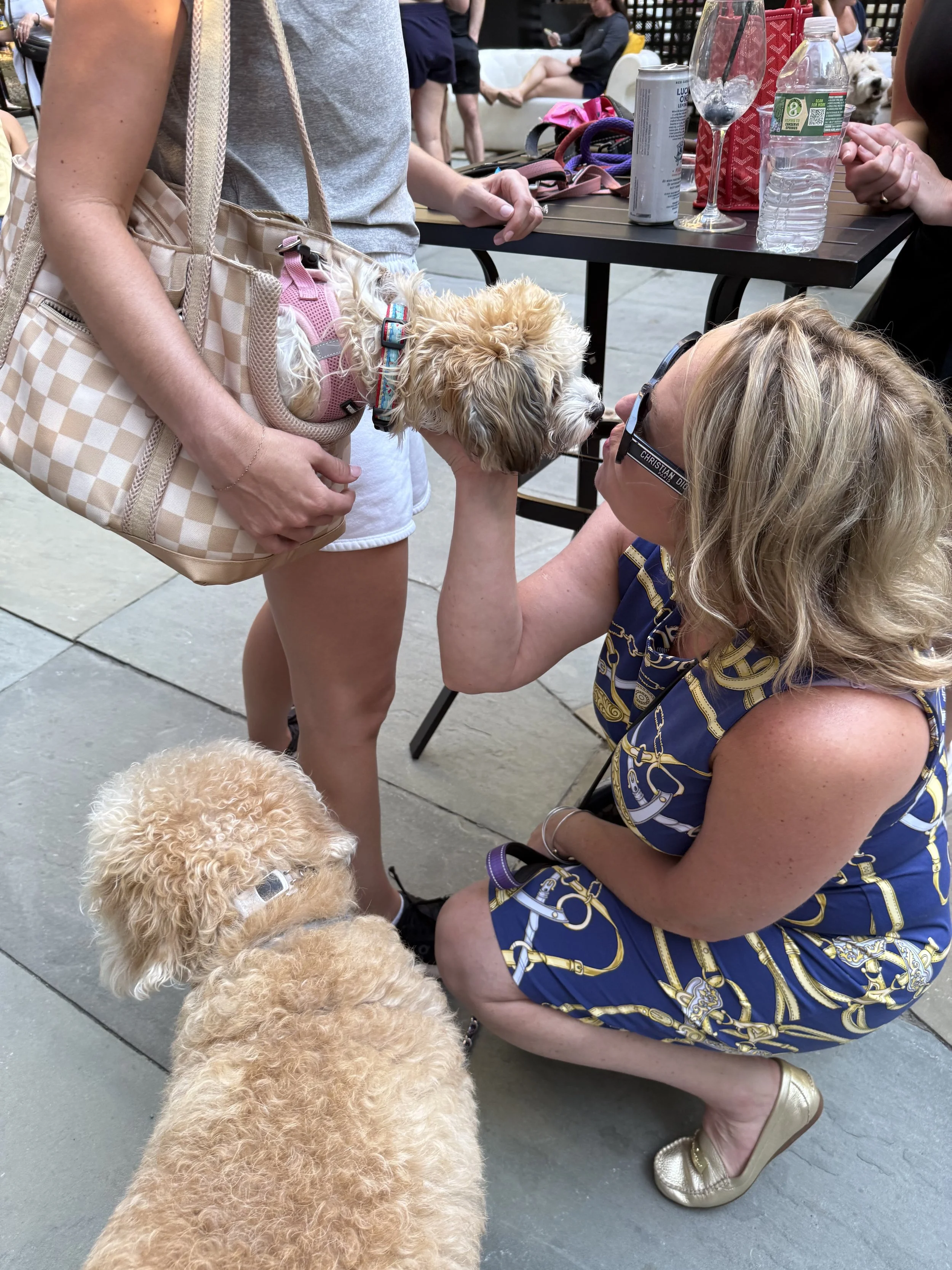 A woman with curly blonde hair and glasses kneels on the ground, holding a small fluffy dog with light brown fur and a pink harness. Another woman, standing, wears a gray tank top and white shorts, holding a small dog in a pink and gray harness inside a checkered bag. The scene appears to be outdoors at a social gathering with several people seated at tables in the background, some with drinks and water bottles, and a dog is visible in the background.