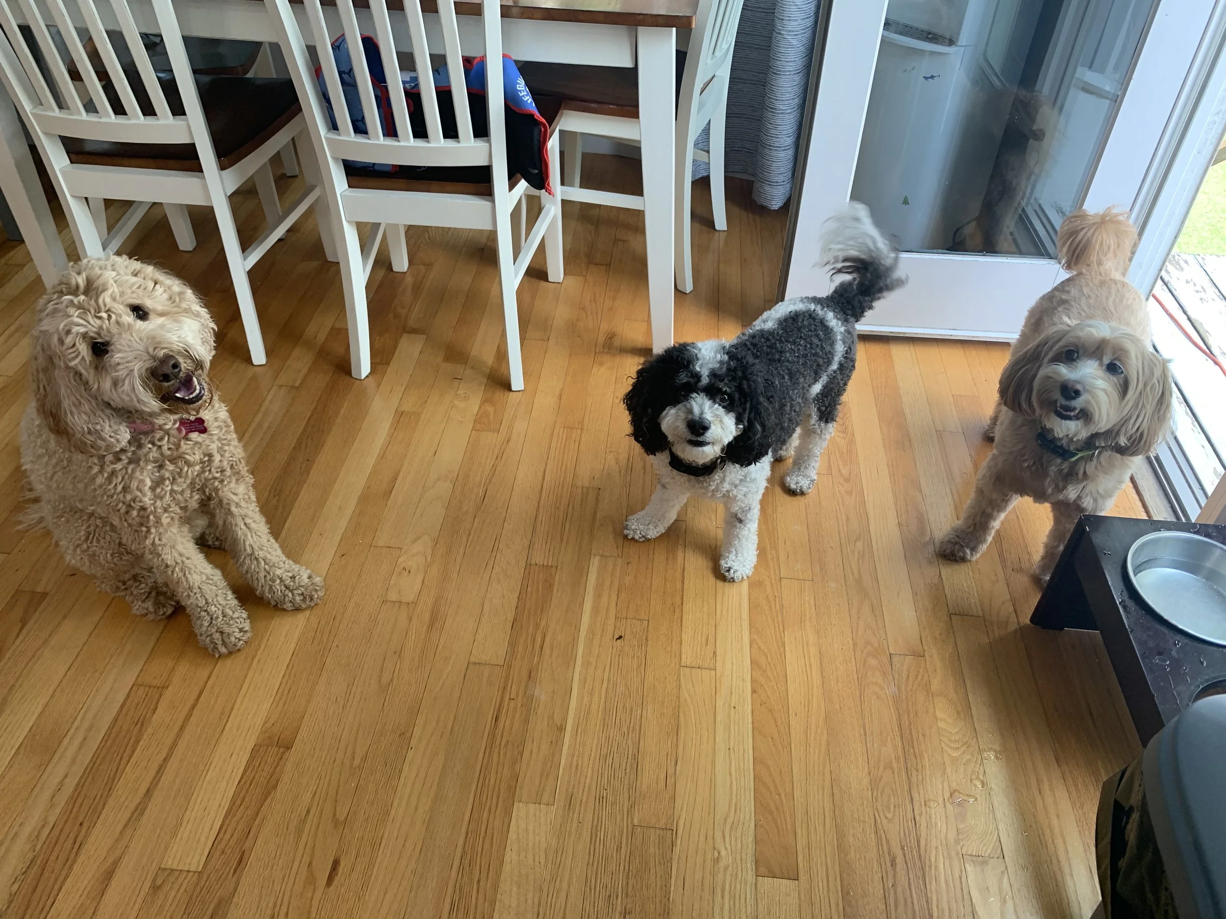 Four dogs in a room with wooden flooring, near a sliding glass door. Two of the dogs are light-colored, one is black and white, and one appears to be light brown with a darker collar. A water bowl is on the floor near the dogs.