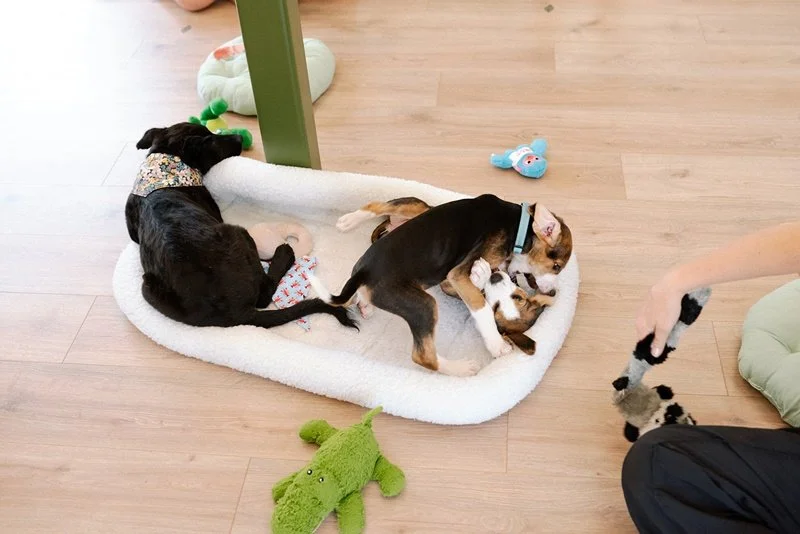 Two puppies playing on a white dog bed inside a house with wooden floors. One puppy is black and wearing a floral shirt, the other is brown with black and white markings. Various dog toys are scattered around.