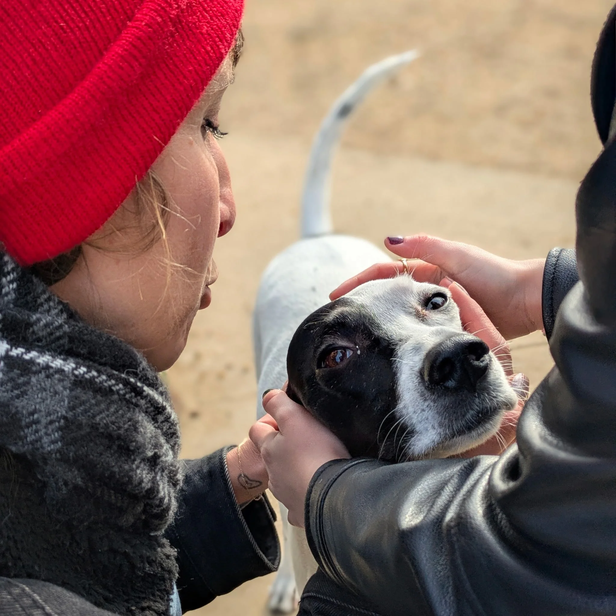 A woman wearing a red knit hat and a black jacket sitting on the ground, looking at and gently petting a black and white puppy.