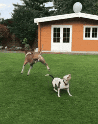 A calf and a dog playing on a green lawn near a small orange building with a white door and windows.