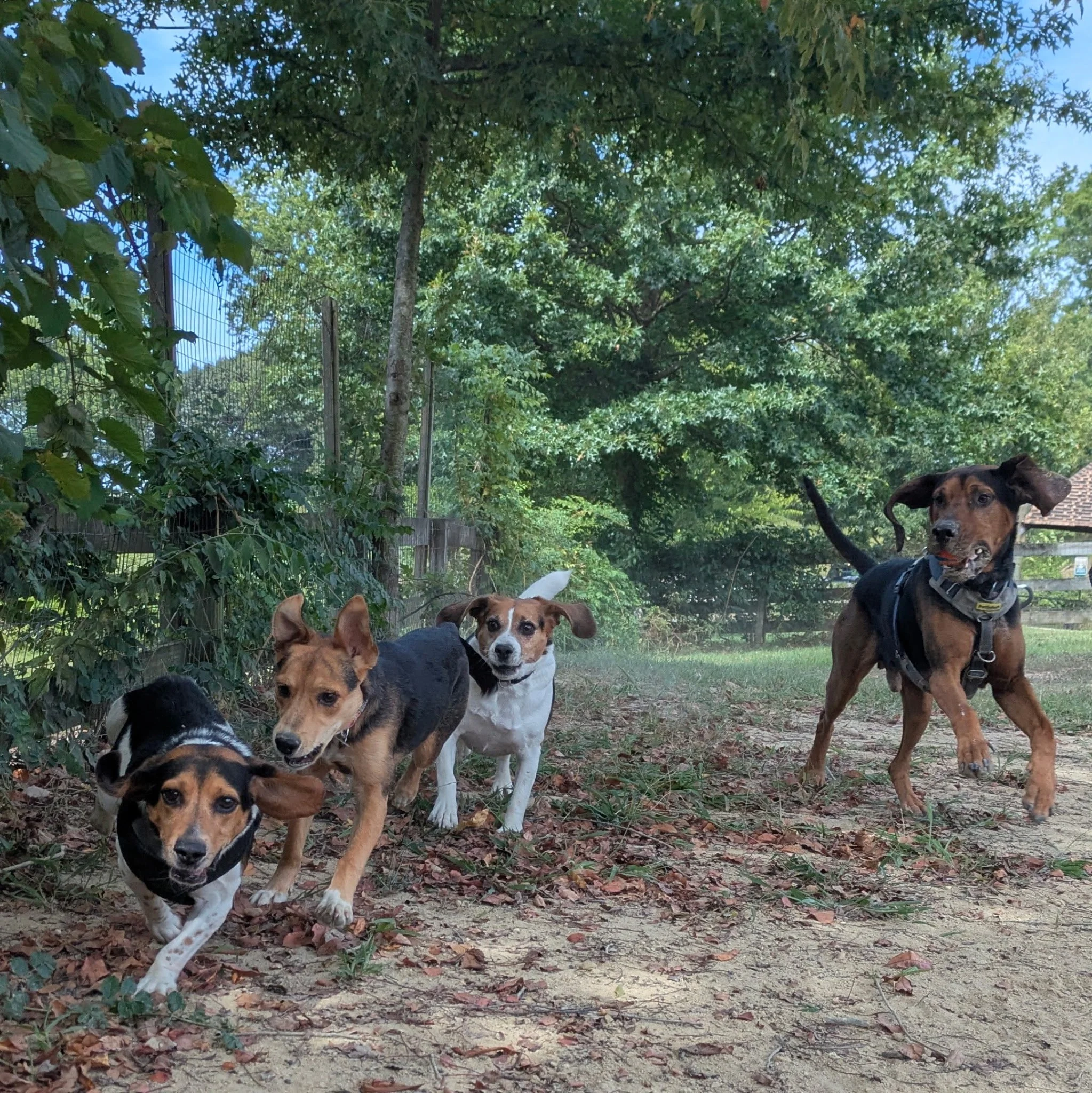 A group of dogs standing and walking on a dirt and leaf-covered ground outdoors, with leafy trees and a wire fence in the background.