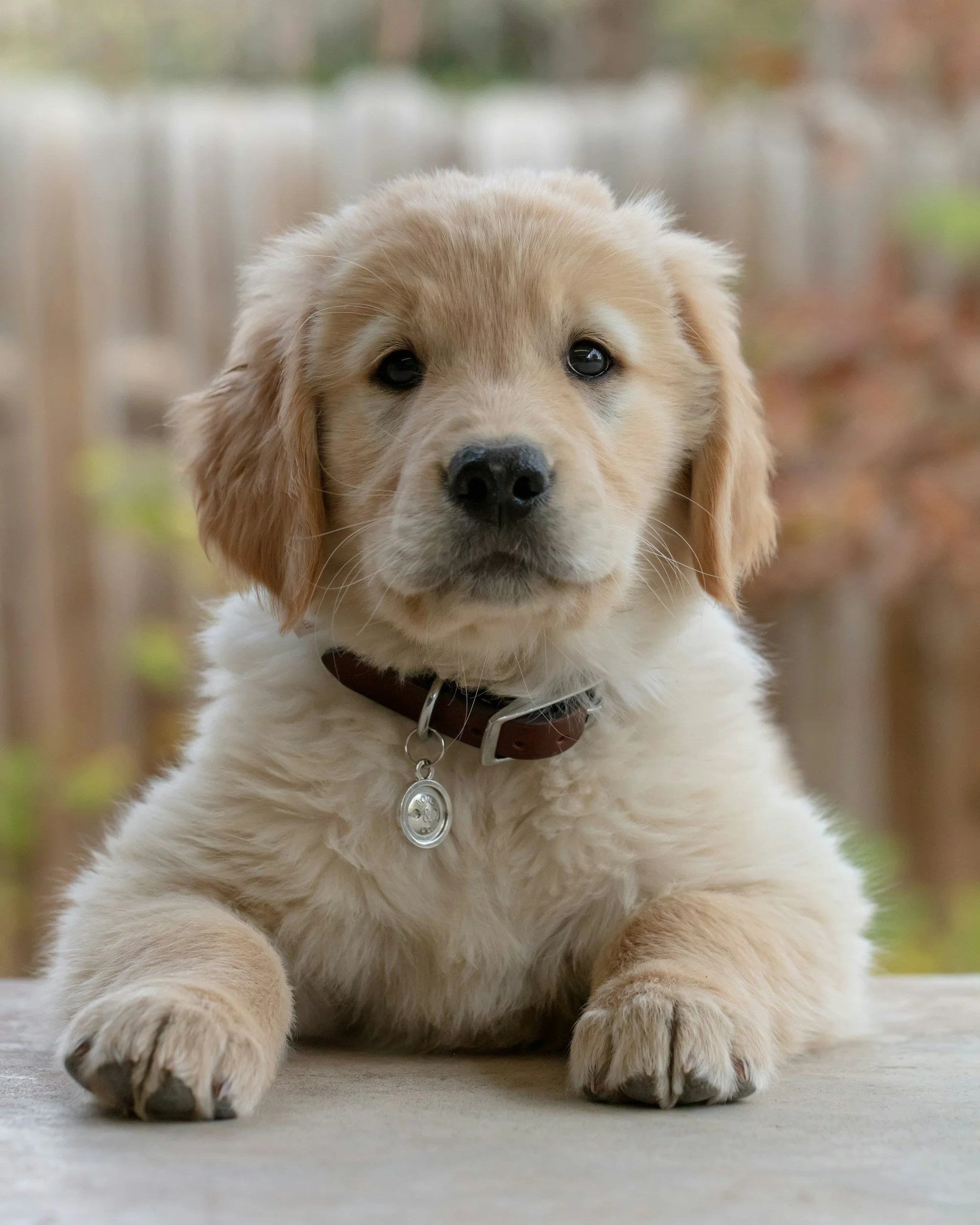 A close-up of a golden retriever puppy with soft, fluffy fur, lying on a concrete surface outdoors with blurred background foliage.