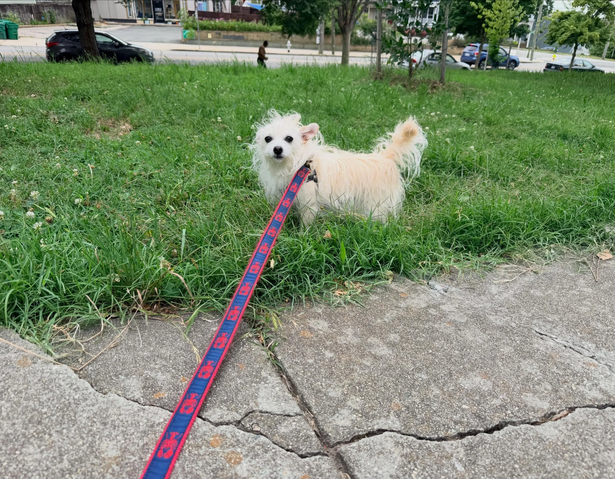 Meet Gigi! She is my first repeat client since I started dog walking in Church Hill. A little shy at first, we&rsquo;ve quickly become best buds and, together, and with the support of her mom (@dianarochelle - the nicest!) we are working on building 