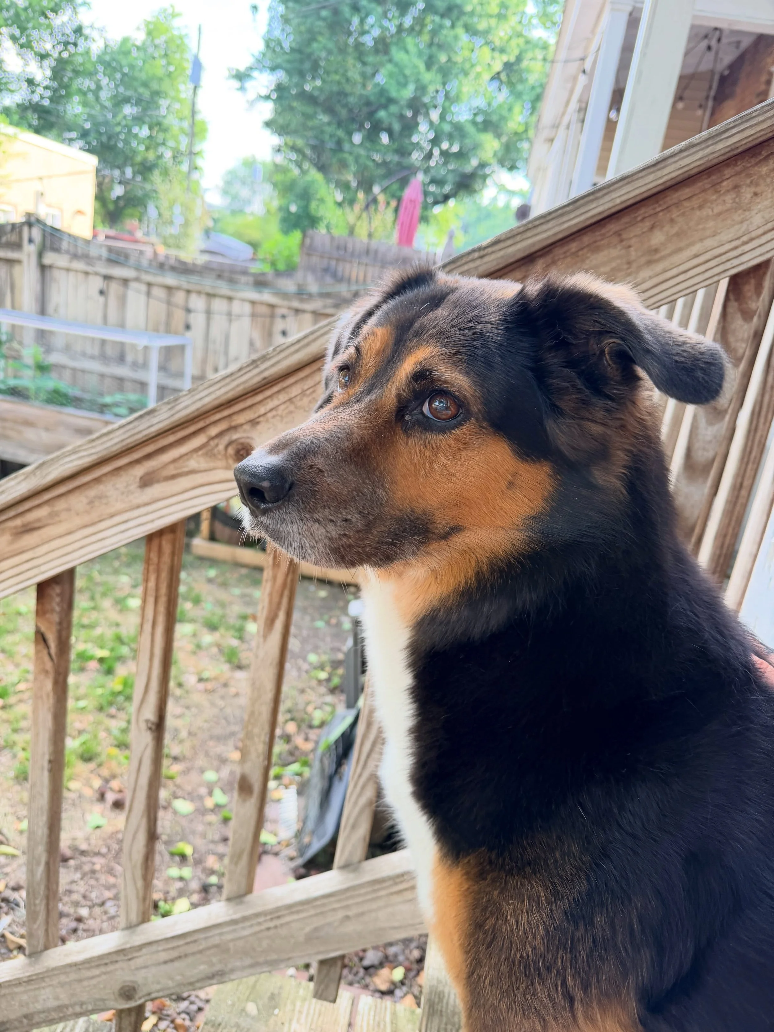 Meet Peach! I had the honor of taking care of Miss Peach the weekend her Mom (@liabobiaaa ) and Dad got MARRIED! We went for nice long walks in Chimborazo Park and sat out on the back deck. Peach is truly a peach! So sweet, a little shy, but very exi