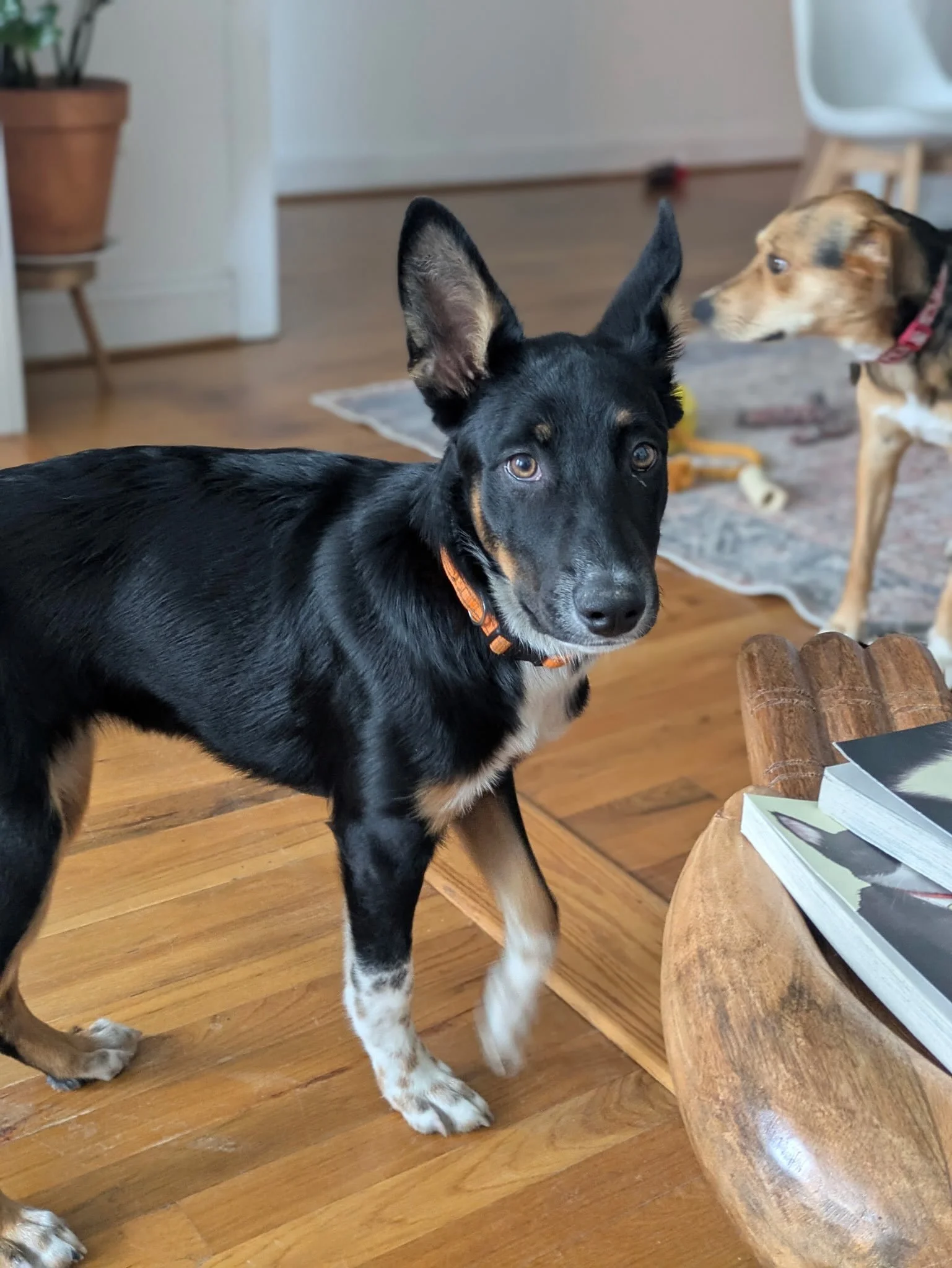 Gorgeous foster puppy in the house! Meet Knickole Kidman, Knicky for short. She comes from @beaglesandbentleys and is available for adoption. I&rsquo;ll be teaching her basic obedience while she&rsquo;s here. So far we solidified her Sit and she&rsqu