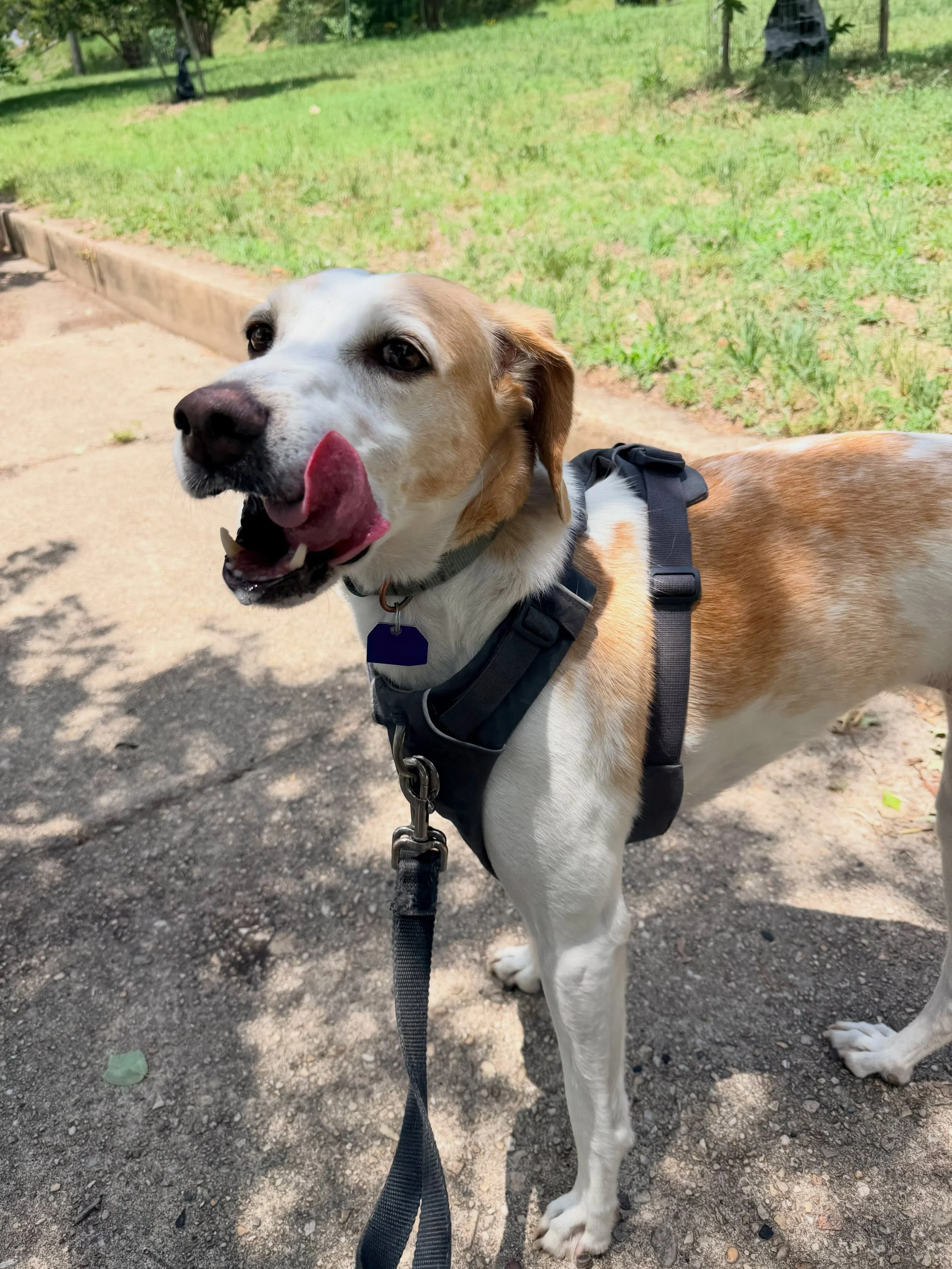 Meet Miso! This sleek, slinky tripod hound LOVES her walks. Three legs? No problem! Like most hounds, she knows what she likes and is happy to show you the hottest, smelliest corners in her neck of the woods. Not only is she an active girl on her wal