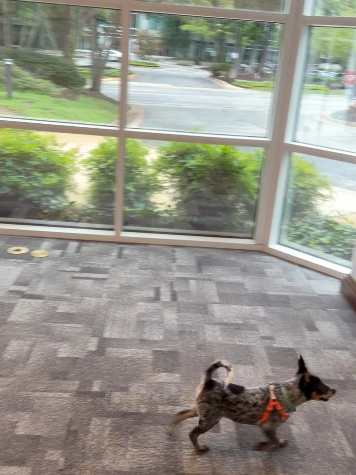 Lindsey from @beaglesandbentleys and I went on @8news this morning to talk about our Puppy Therapy event happening Aug. 15! (Link in bio.) Here is some behind the scenes footage, including Lindsey running laps around the lobby with the pups to tire t