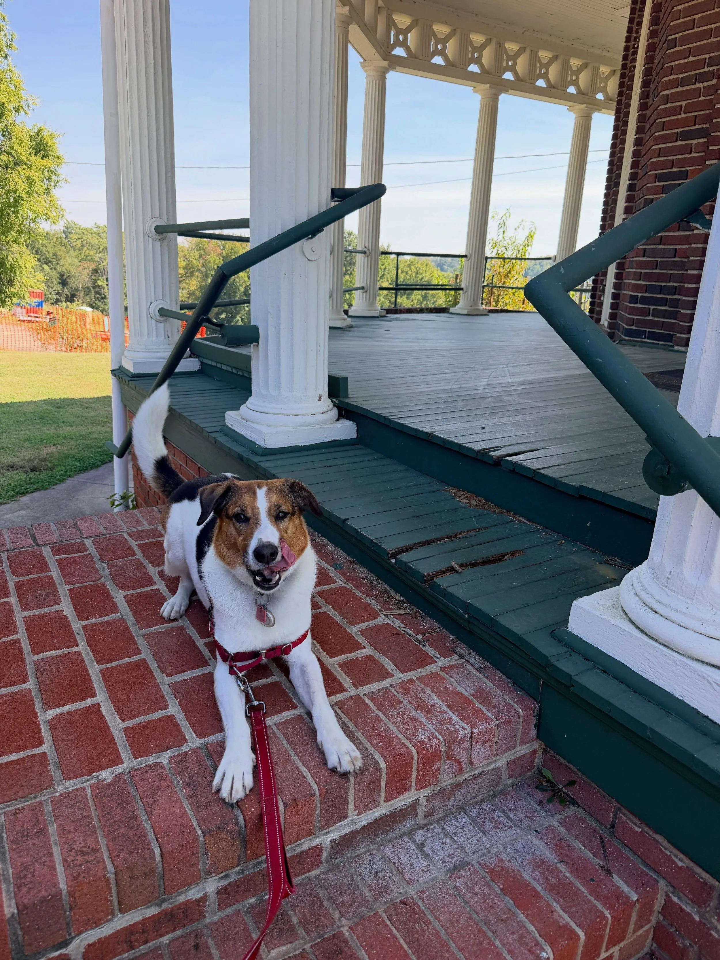 Y&rsquo;all. Meet PENNY. (She one of two Pennys that I walk so she&rsquo;s &ldquo;Hound Penny&rdquo; to me.) This DOG. What a freaking delight! Always happy. Always full of vim and vigor. We don&rsquo;t walk. We JOG. That&rsquo;s how Penny rolls. She
