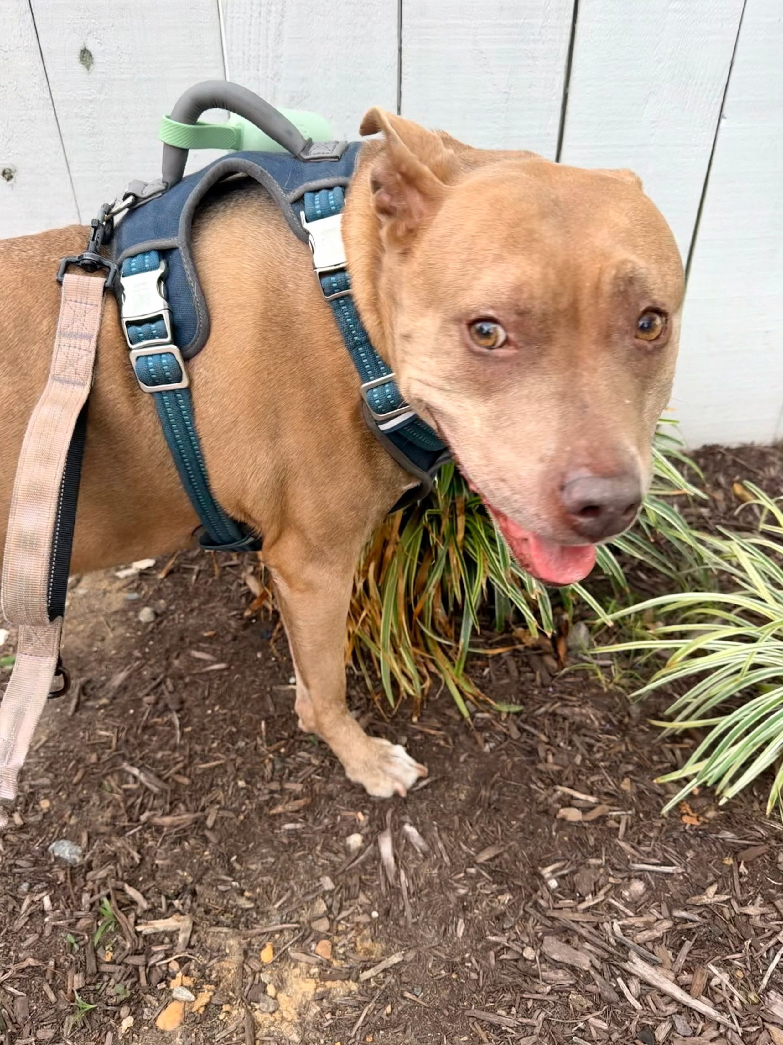 I would like to introduce you to the sweetest, gentlest, most Zen baby to ever walk the planet&mdash;Penny (aka Pretty Pittie Penny)! I was so privileged to petsit for this sweetheart when her owners went on vacation AND I get to walk her once a week
