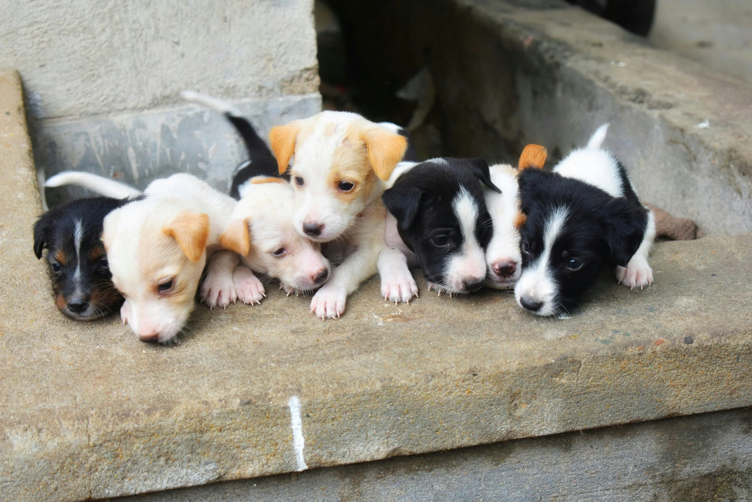 A group of adorable puppies lying on a concrete surface close to a wall, with some puppies resting their heads on each other.