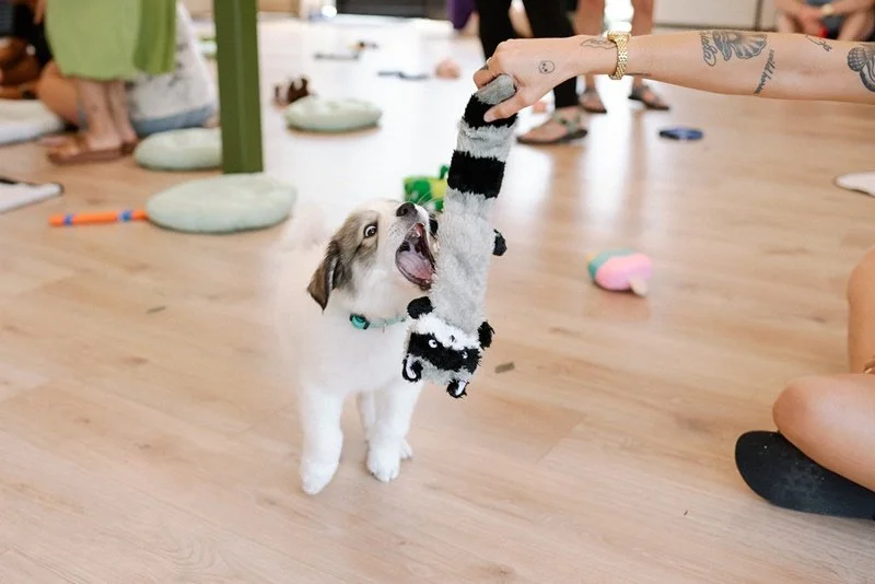 A cute puppy playfully biting a black and white stuffed panda toy held by a person with tattoos on their arm.