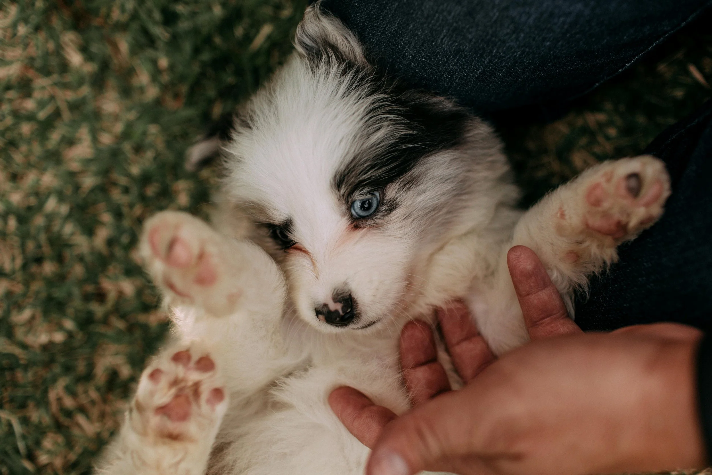 A puppy with white and black fur lying on its back, being gently held by a person's hands, with a green blurred background.