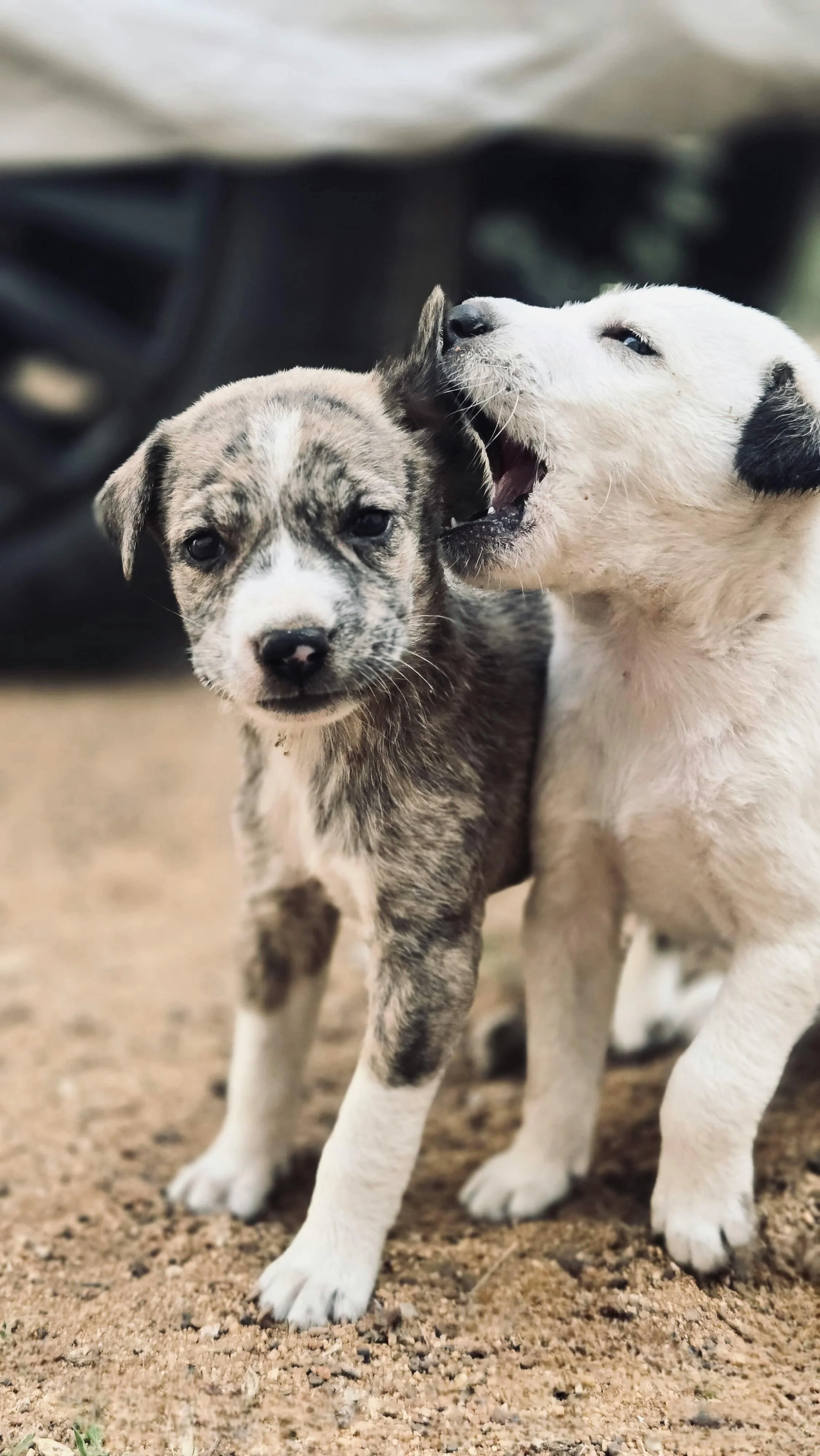 Two puppies standing on sandy ground, one with a brindle coat and the other white with black spots, engaging with each other.
