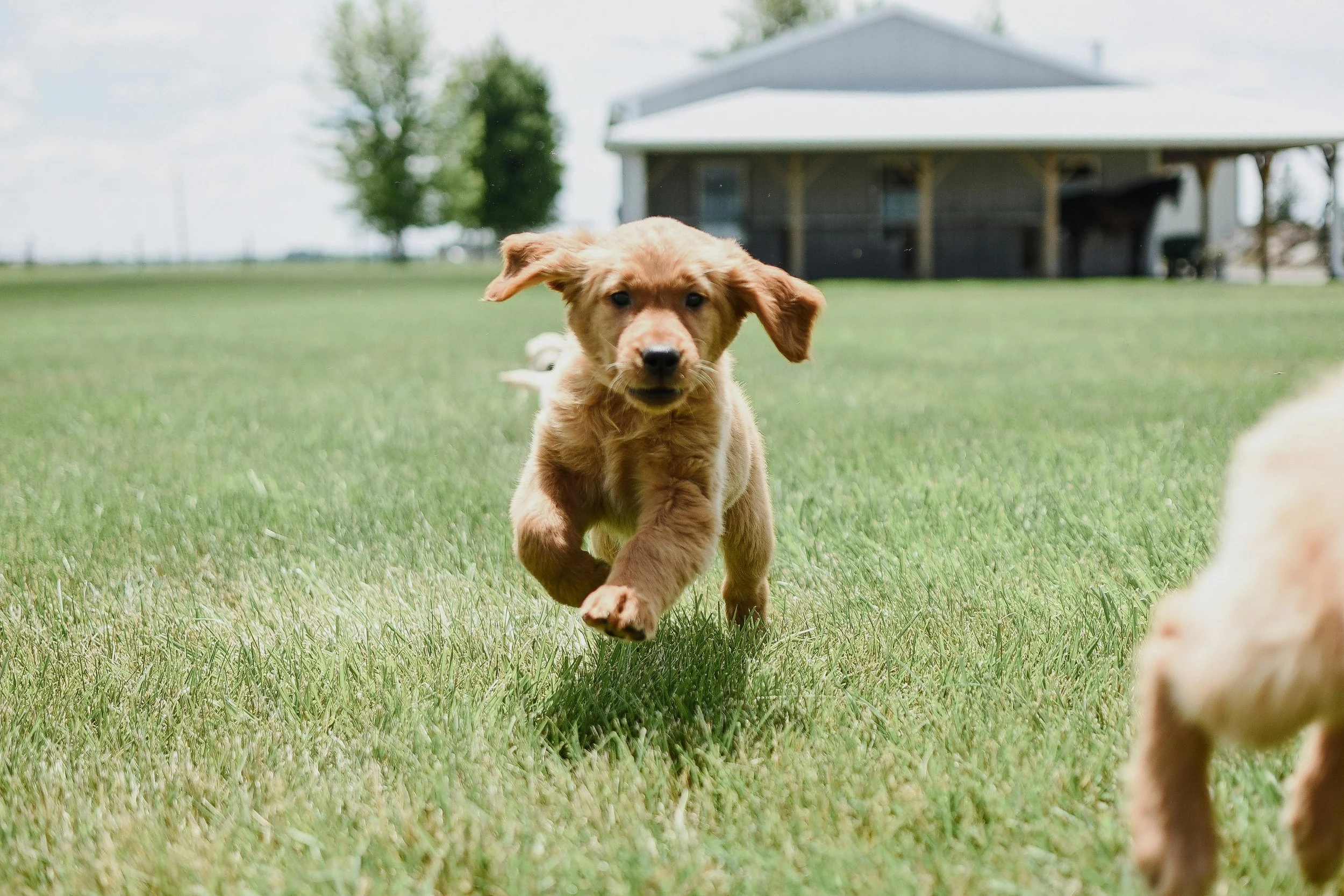 A young golden retriever puppy running on grass in a backyard, with a house and trees in the background.