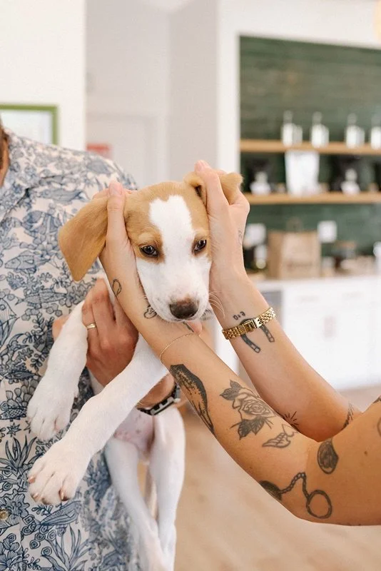 Two people holding a small brown and white puppy indoors, with a background of shelves and decor.