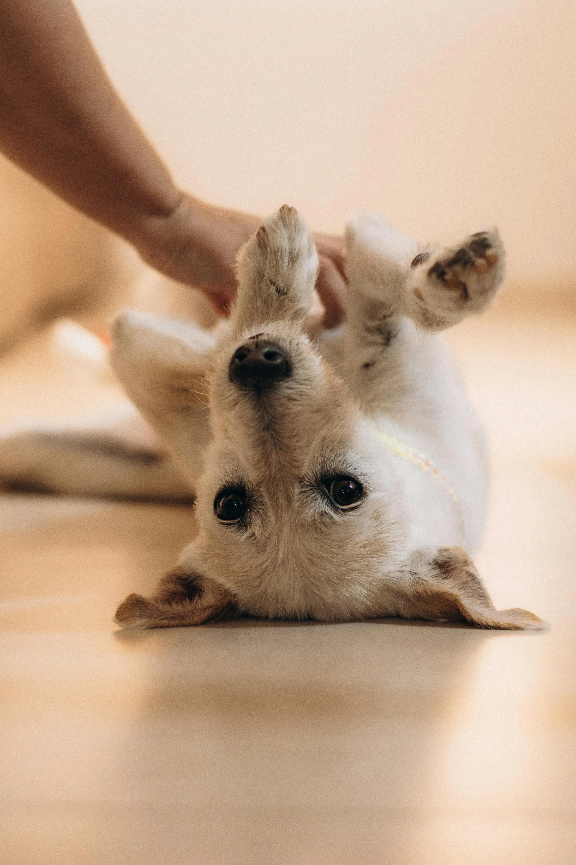 A small dog lying on its back with its paws up, looking at the camera, with a hand gently petting its belly in the background.