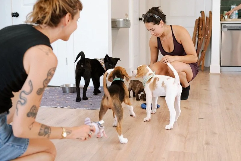 Two women indoors with several puppies, one woman squatting and the other sitting on the floor.
