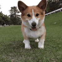 A corgi dog standing on grass with trees and a white fence in the background.