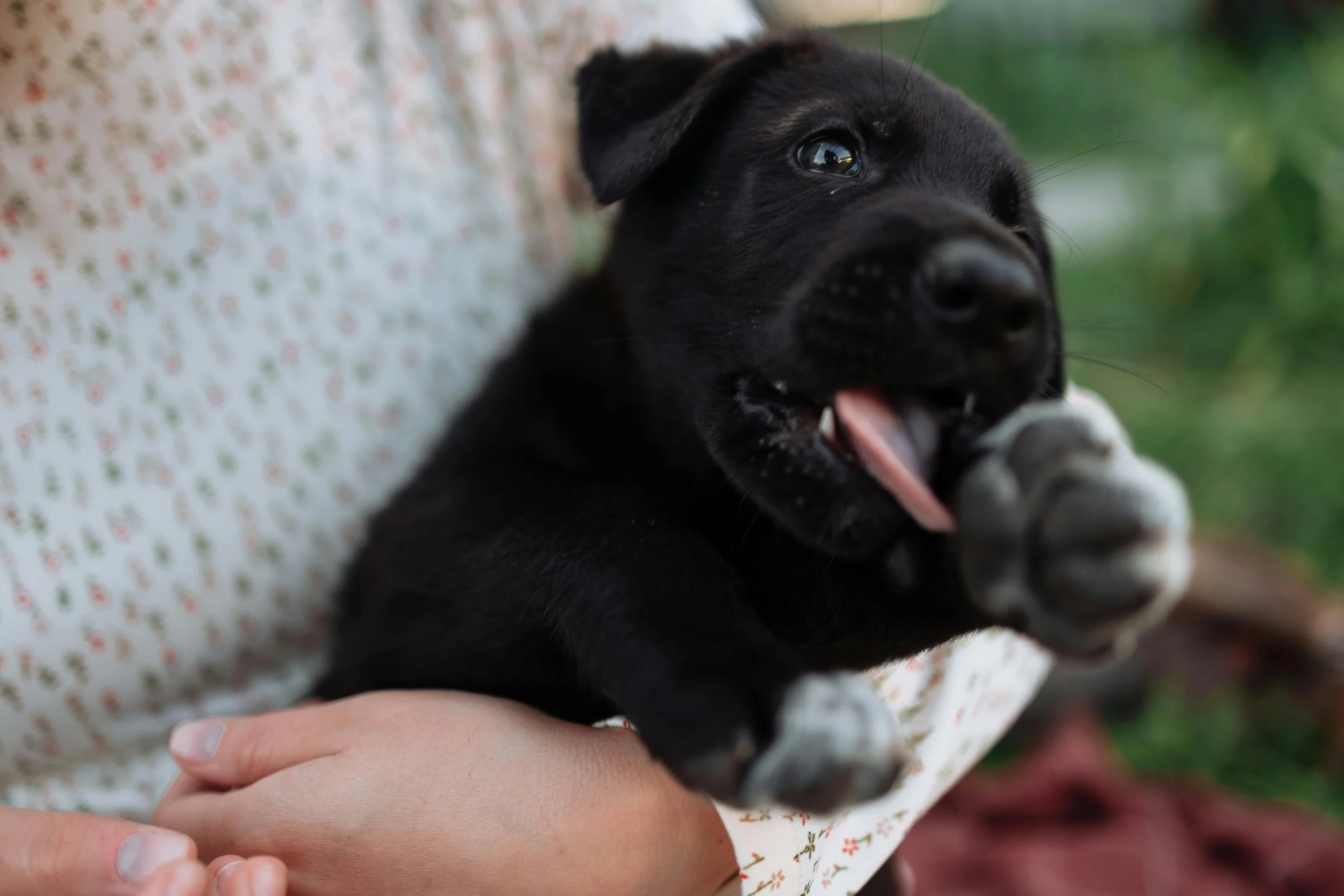 Person holding a small black puppy with a pink tongue and white paw pads, outdoors with green background