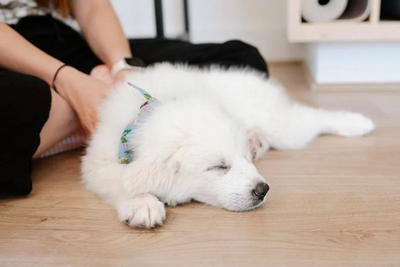 A white puppy wearing a blue collar with a pattern, sleeping on a wooden floor with its eyes closed. A person, partially visible, is sitting nearby.