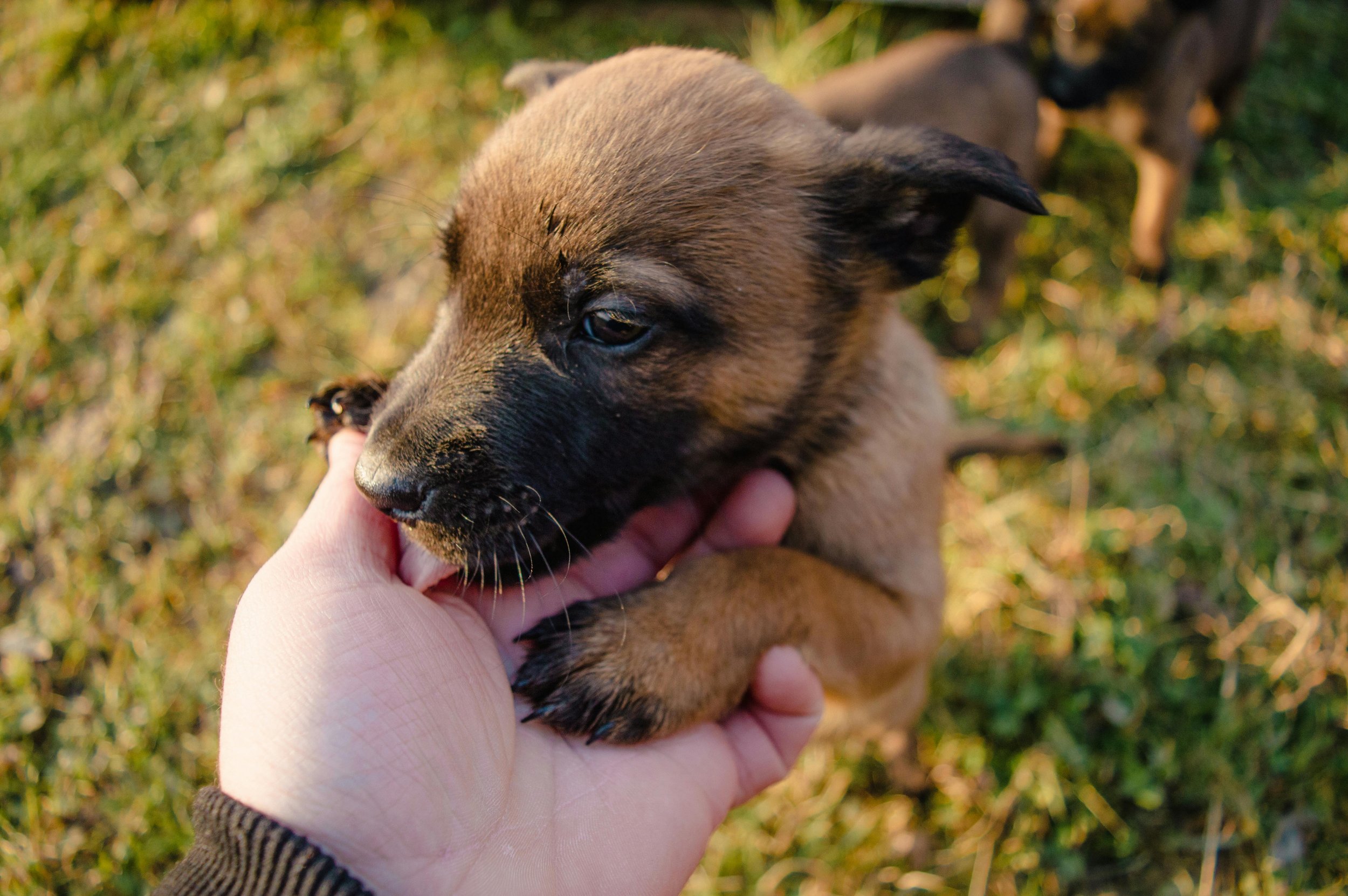 A person gently holding a small brown and black puppy outdoors on green grass.