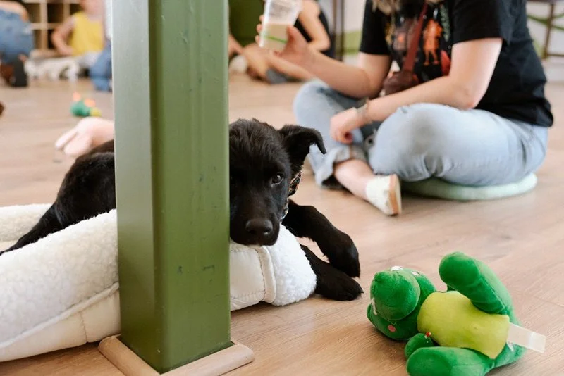 A black puppy lying on a white bed, partially hidden behind a green table leg, with a person sitting nearby on the floor holding a drink, in a room with a wooden floor and other people in the background.