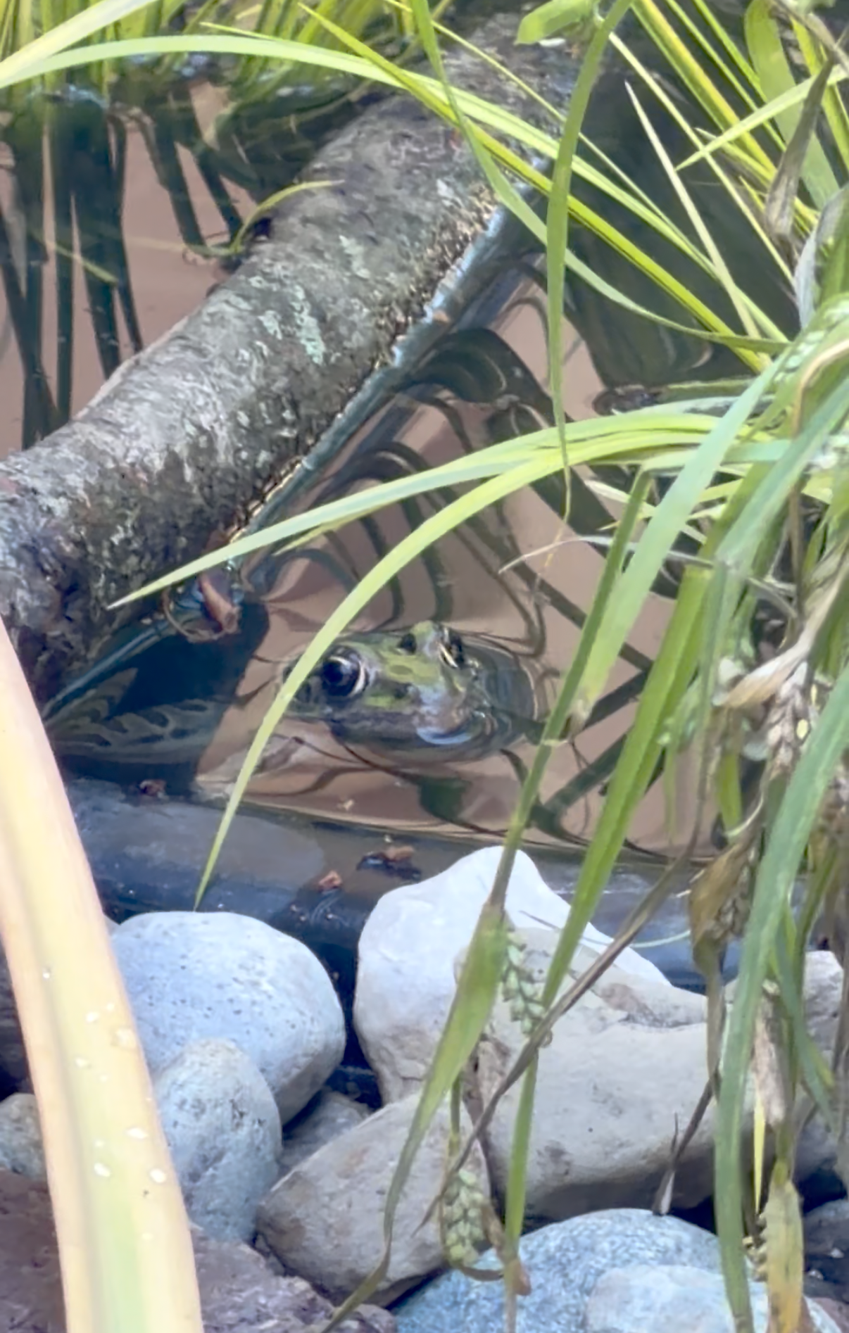 froggo.png