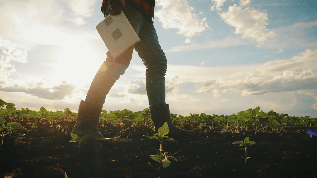 Person walking through a vegetable garden holding a laptop with the sun setting in the background.