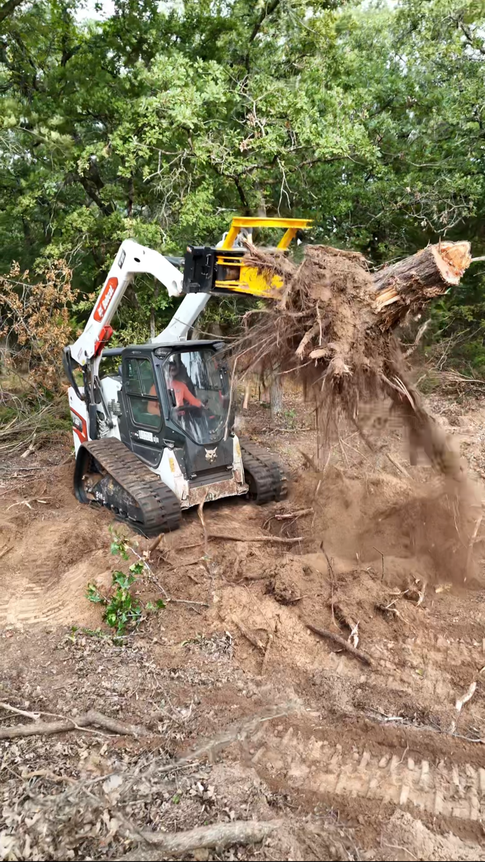 Excavator uprooting large cedar tree in Oklahoma