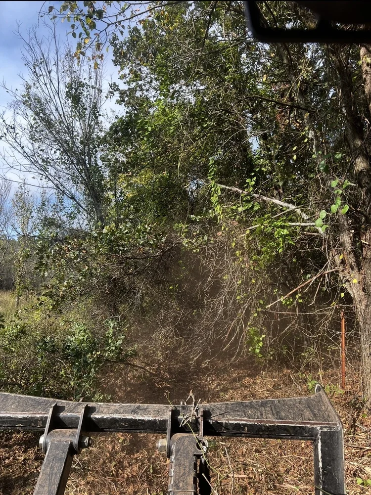 Overgrown Oklahoma fence line before clearing