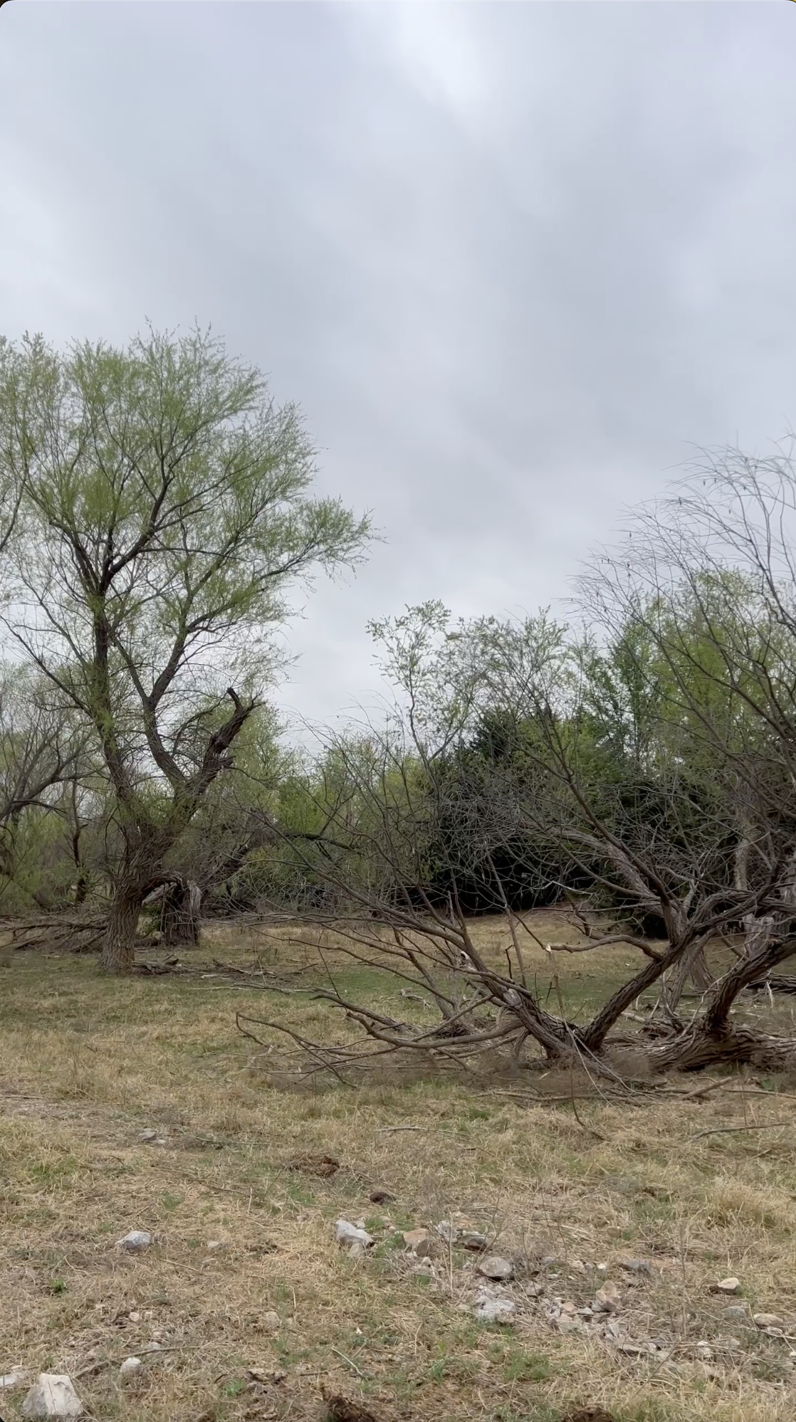 A landscape with trees, some with green leaves and some barren, under a cloudy sky.