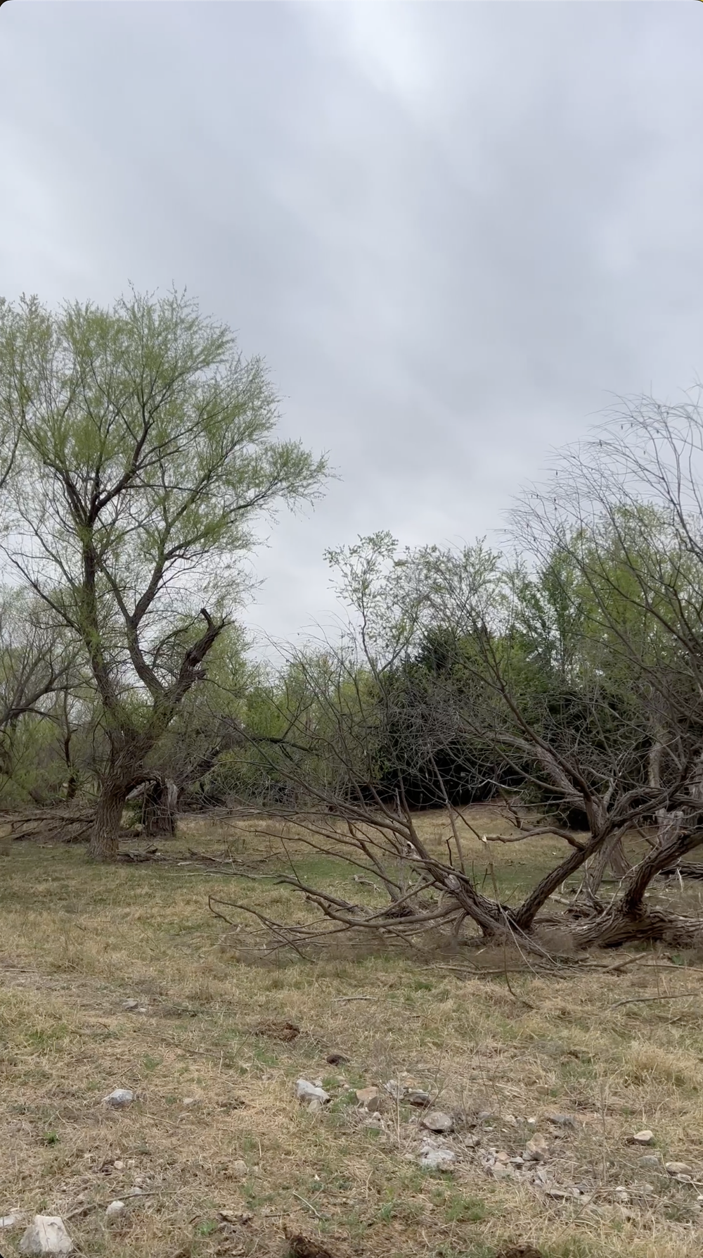 Overgrown Oklahoma fence line before clearing