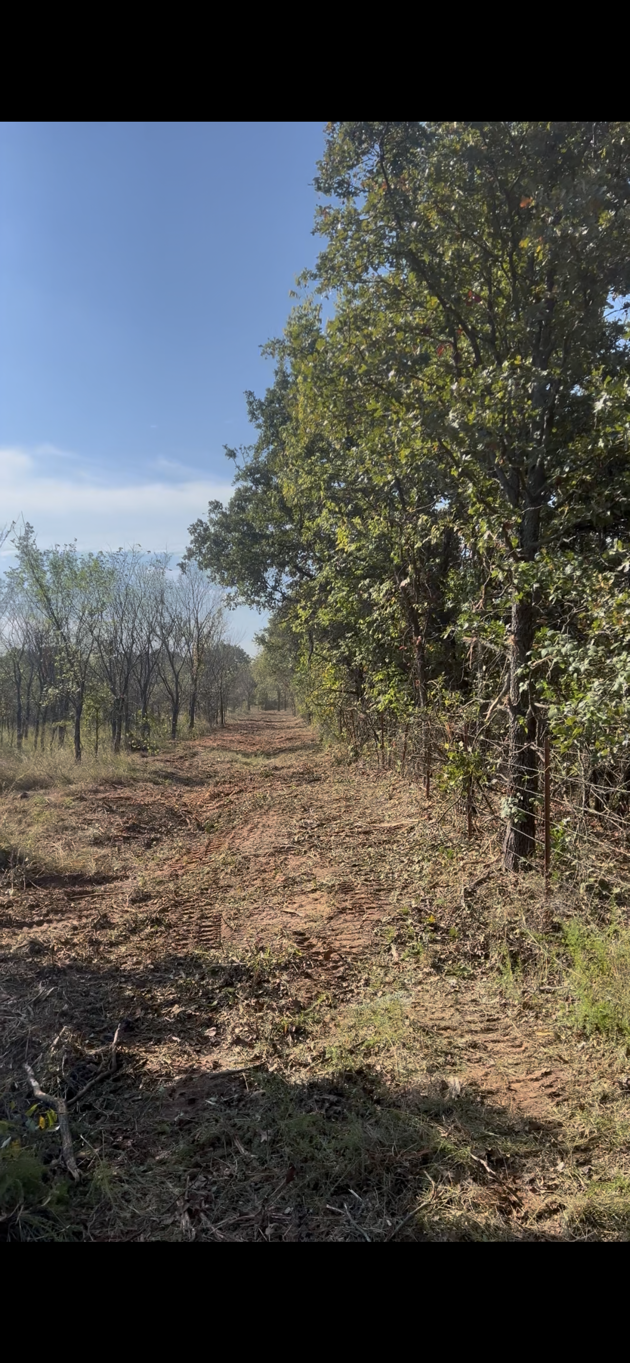 A dirt path running through a wooded area with green trees on both sides under a clear blue sky.