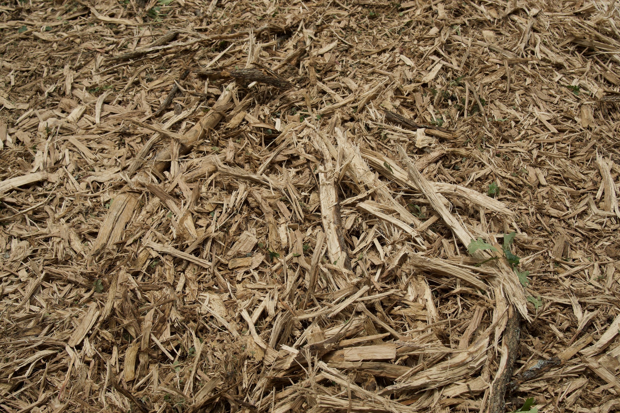 Close-up view of a bed of wood chips or mulch with some small green plants sprouting through.