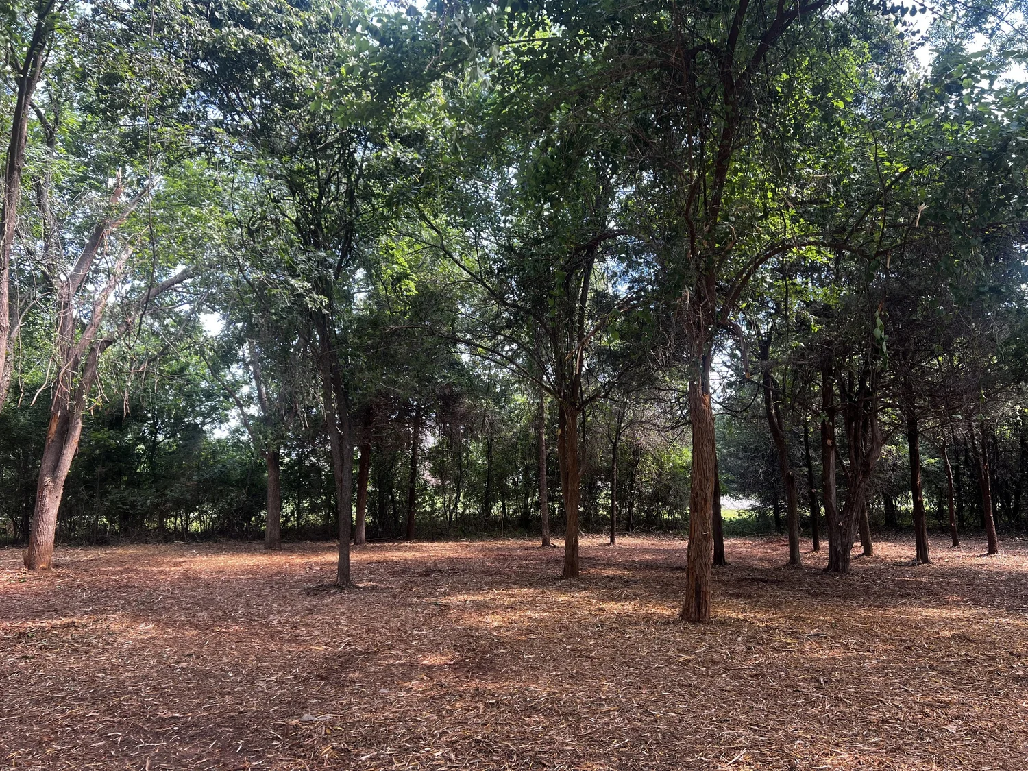 Overgrown Oklahoma property before forestry mulching by Clear Path Land Services