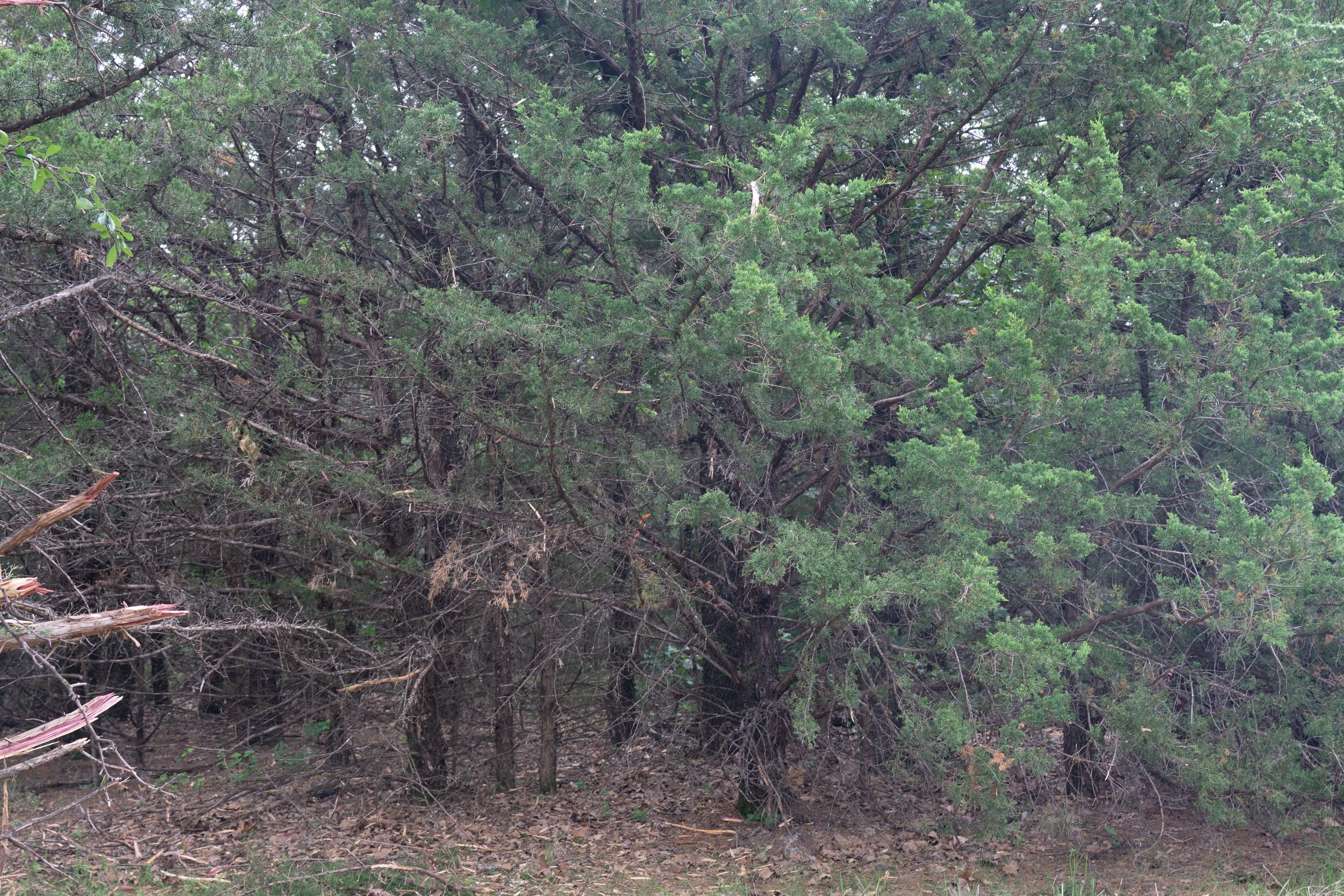 A dense cluster of evergreen trees with green foliage and brown branches, with a forest floor covered in dirt and some fallen branches.