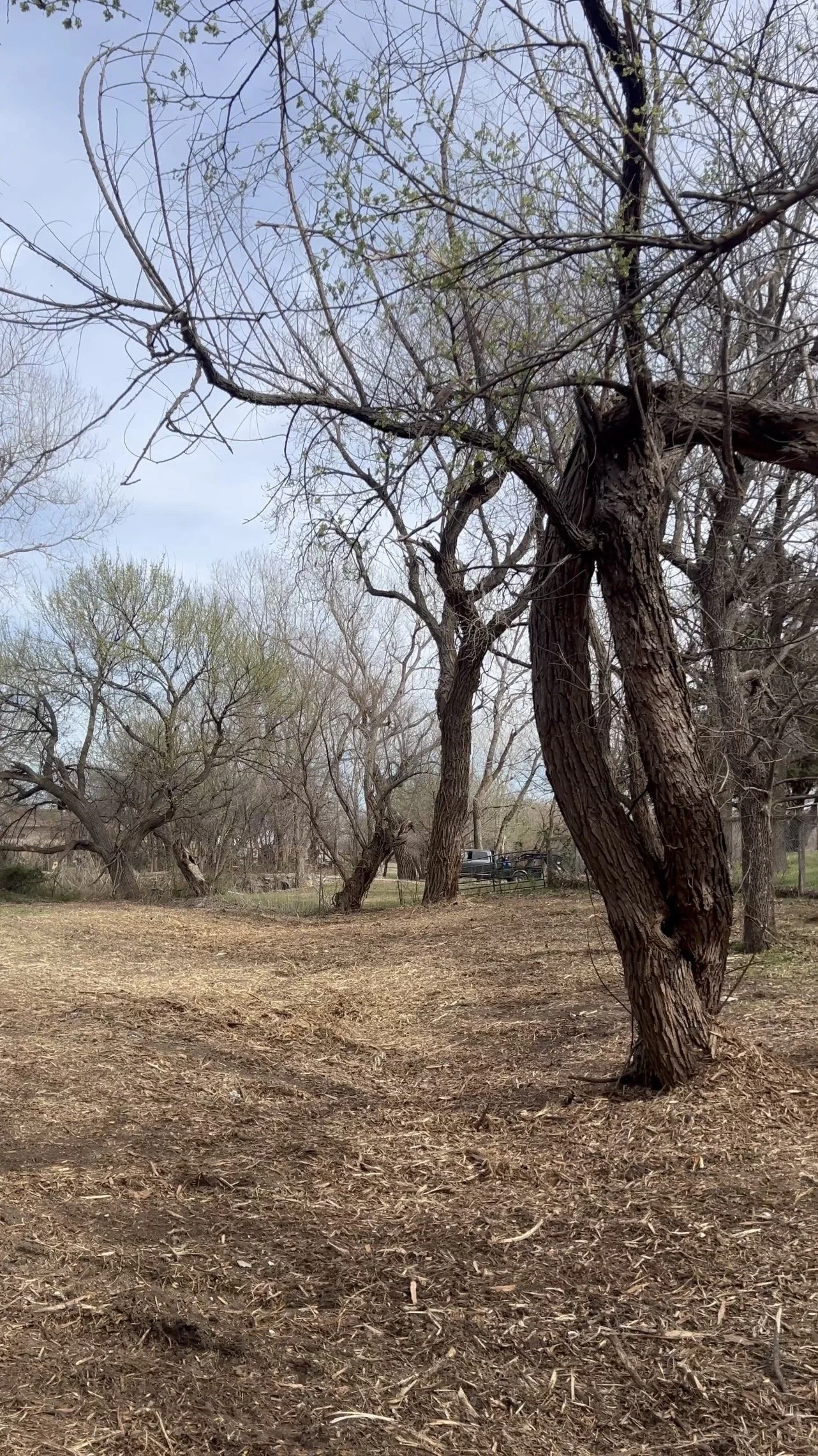 A scene with leafless trees in a park or open area, dirt ground, some small patches of grass, and a blue sky with light clouds.