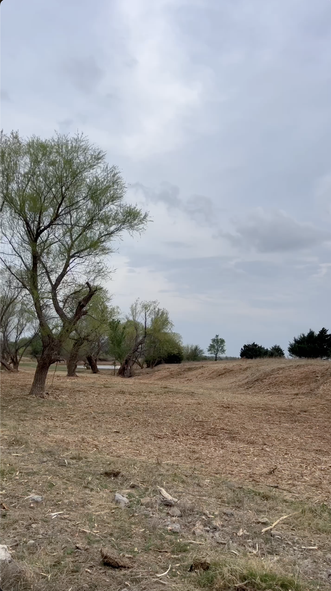 A landscape scene with a cloudy sky, several trees with green leaves, and a bare dirt ground with some rocks. In the background, more trees are visible.