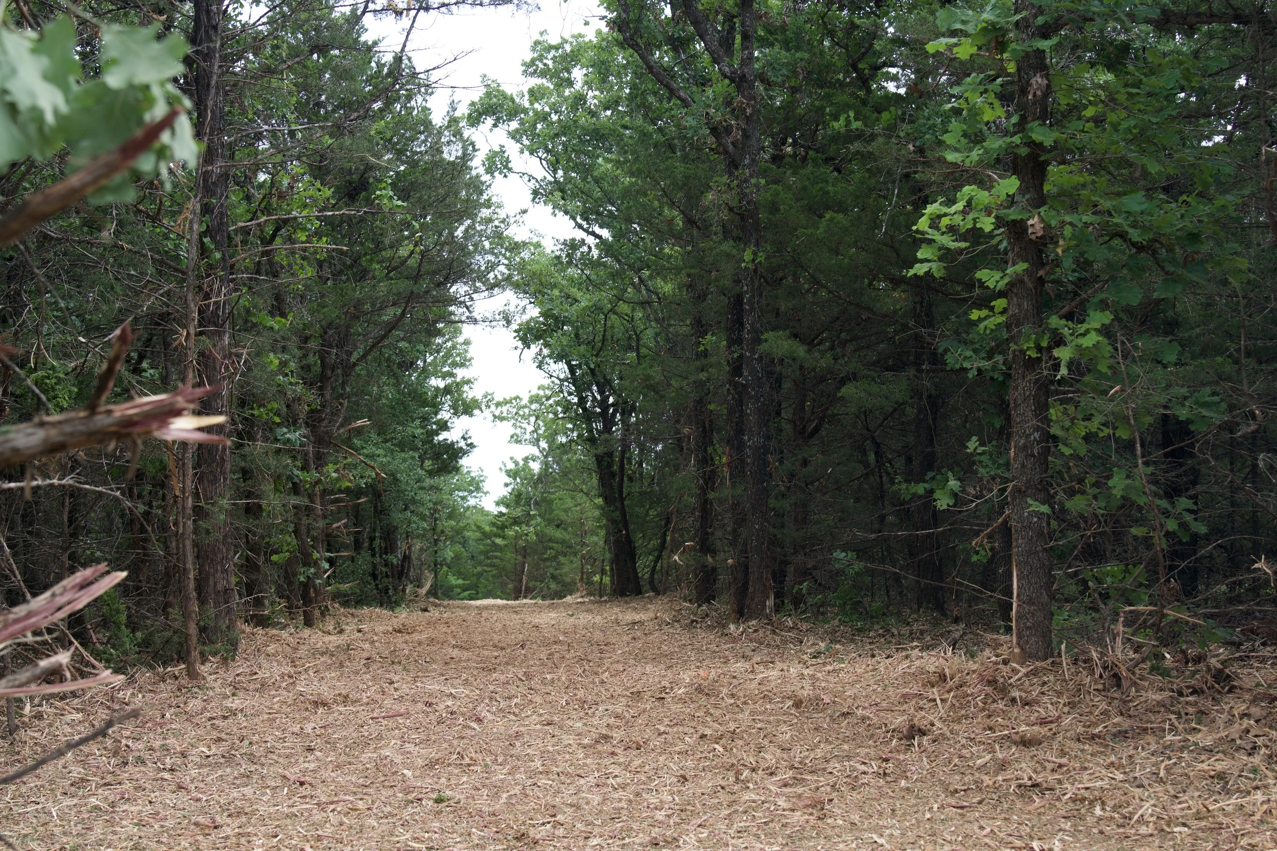 A dirt trail runs through a dense forest with tall trees and green foliage on either side, under a cloudy sky.