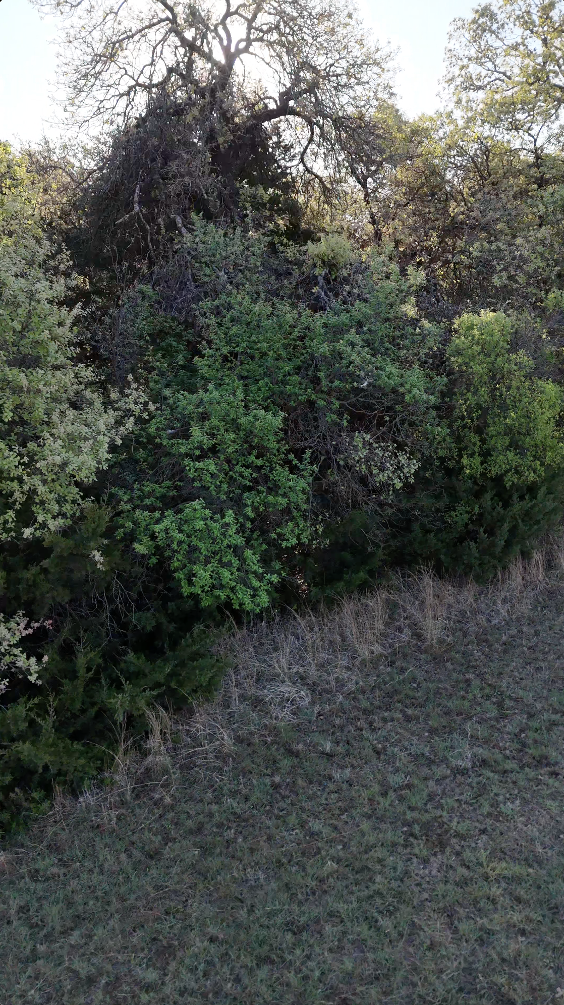 A large tree with twisted branches and green foliage, with a grassy area with dry grass at the base.
