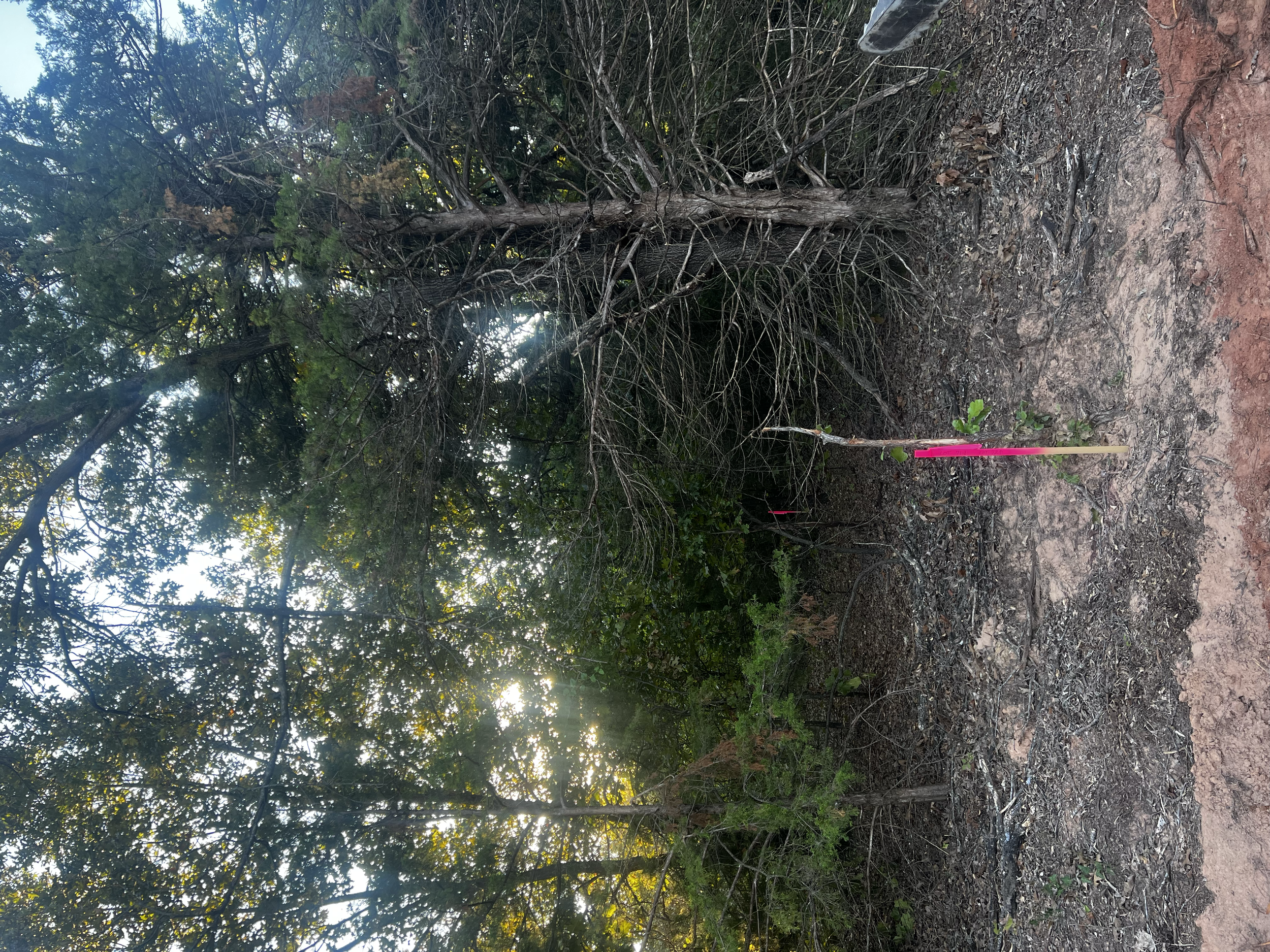 A dirt trail in a wooded area with trees and foliage, with a pink flag marker on the ground. Silver shoes are visible on the right side of the image.