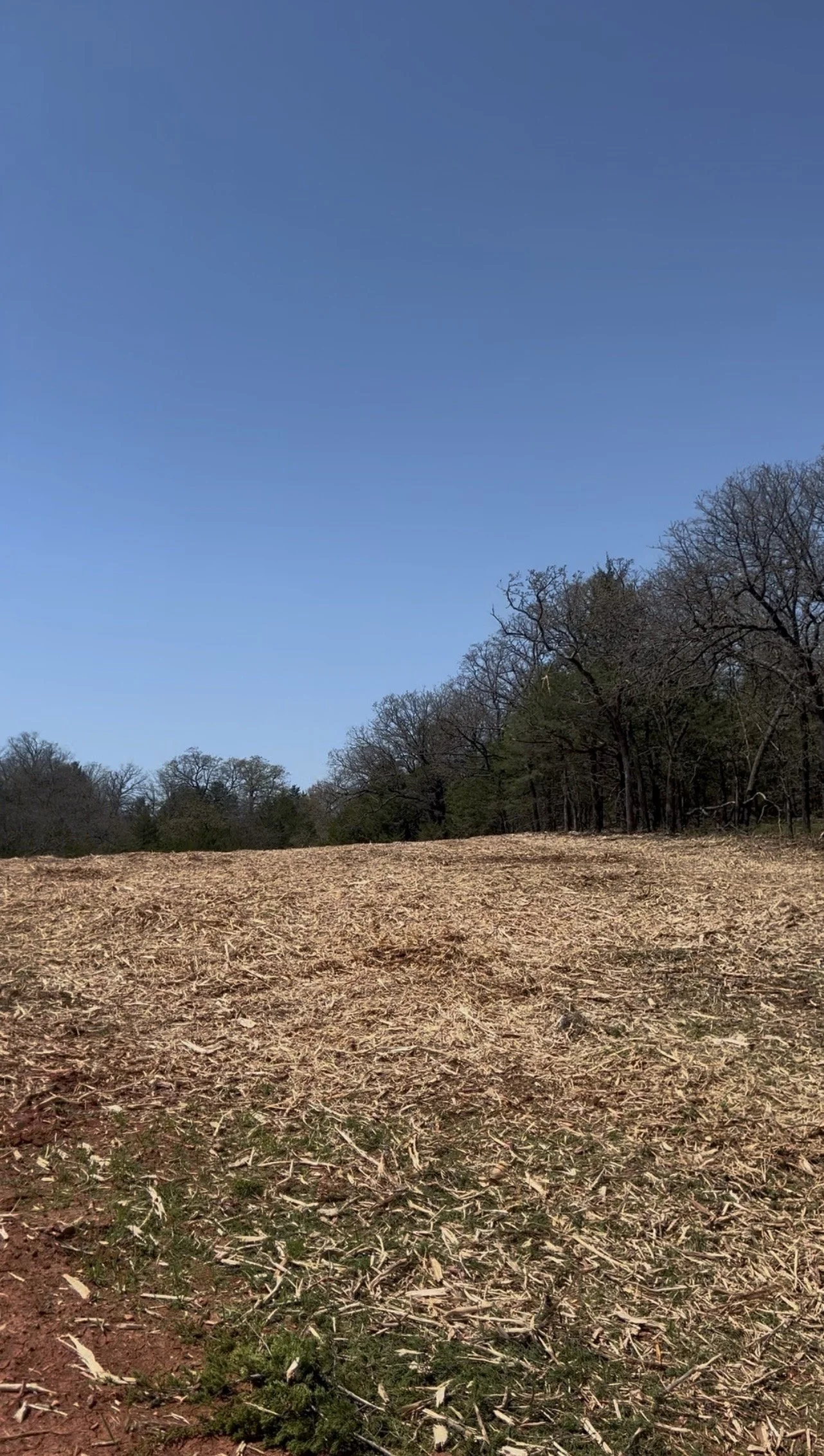 A vast field with dry, cut grass and some small green plants in the foreground. In the background, there is a line of leafless trees under a clear blue sky.