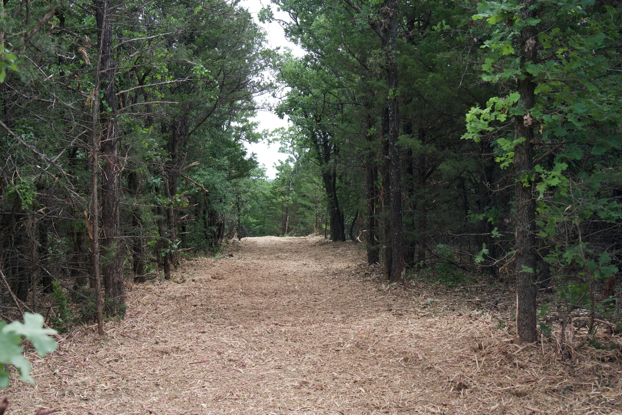 A dirt trail runs through a dense forest with tall trees and green foliage on either side, leading into the distance.