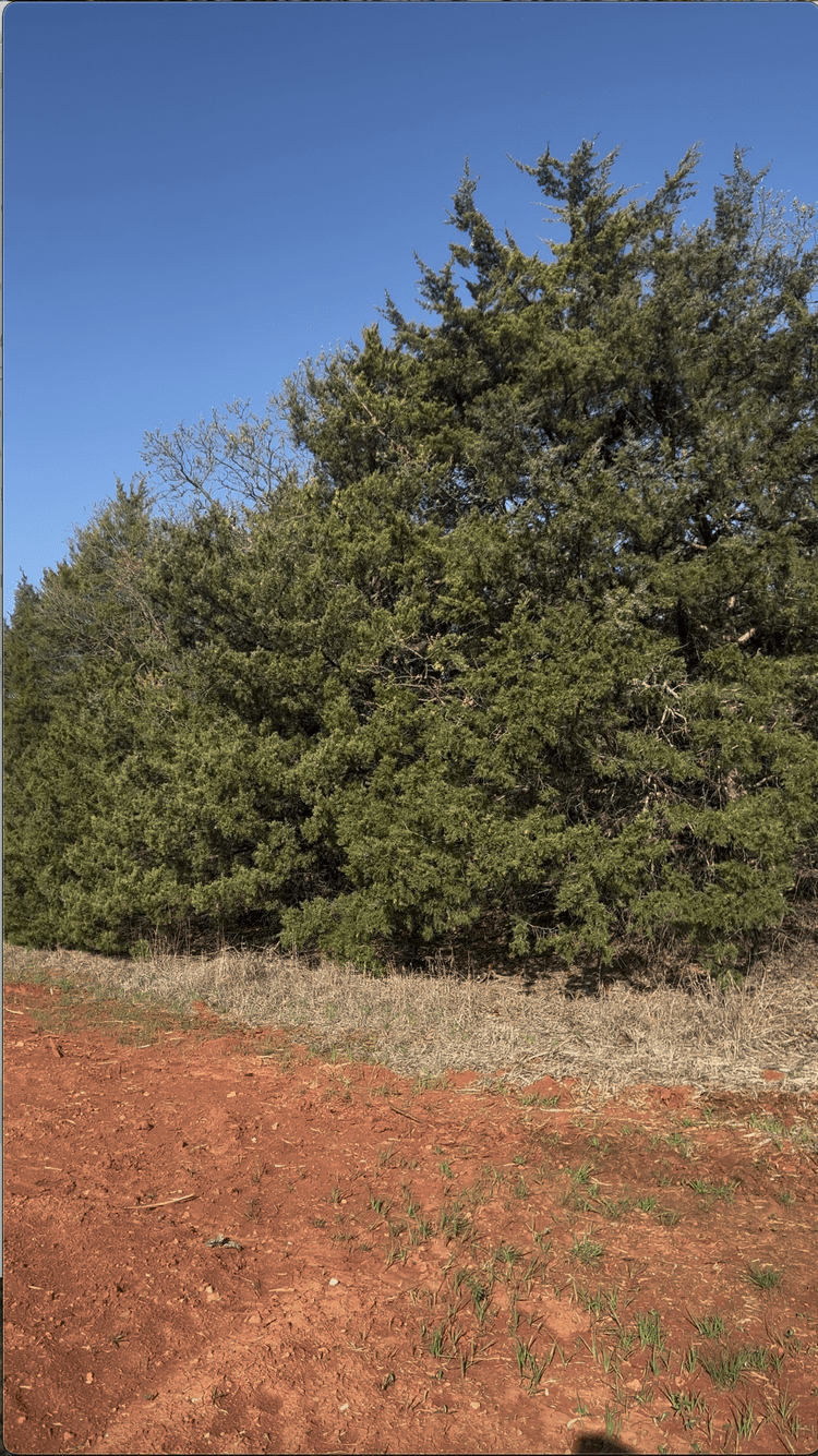 Oklahoma pasture overgrown with cedar before clearing