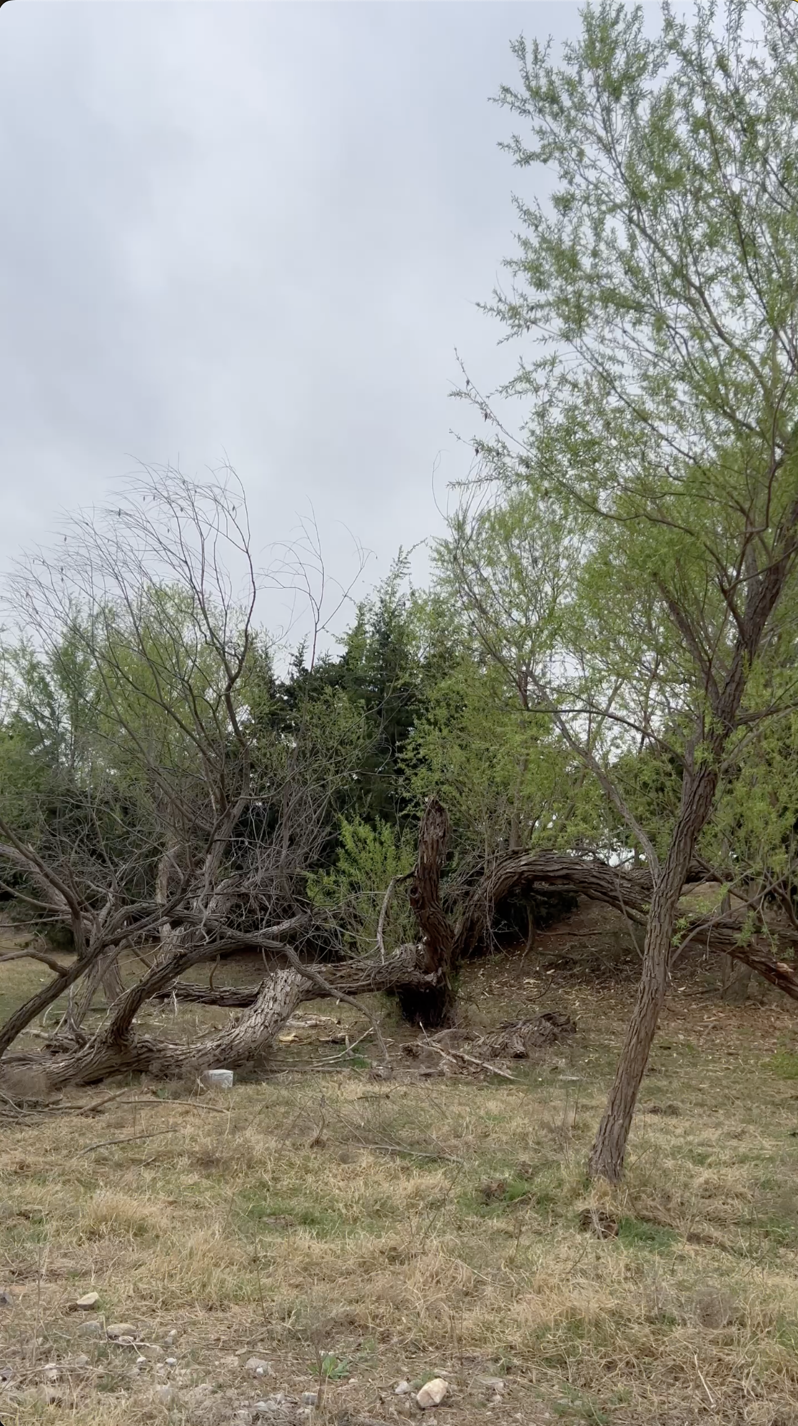 A fallen tree with twisted branches resting on dry ground, surrounded by green trees under a cloudy sky during daytime.