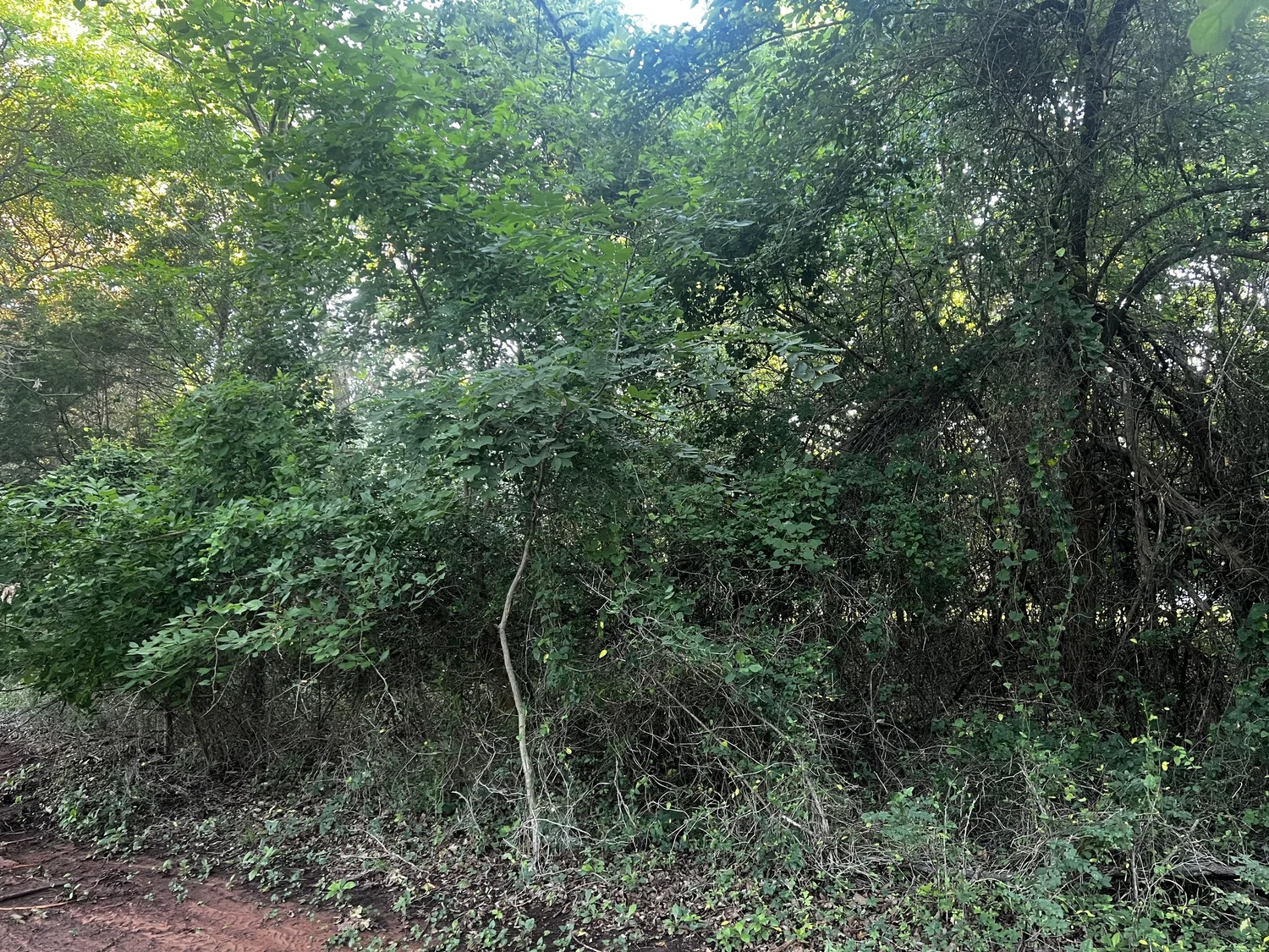 Oklahoma land cleared by Clear Path Land Services after forestry mulching